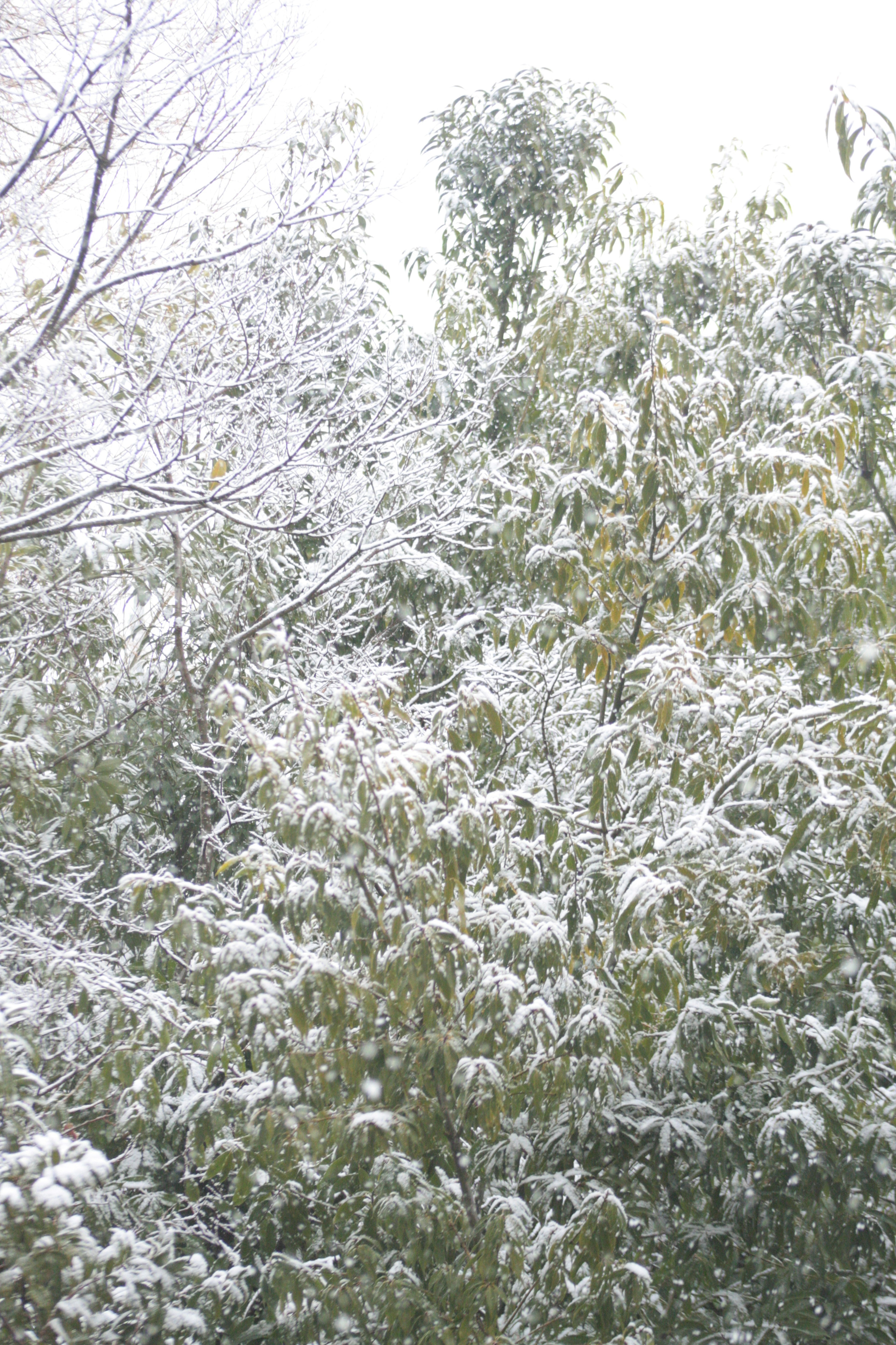 Snow-covered trees and bamboo in a winter landscape