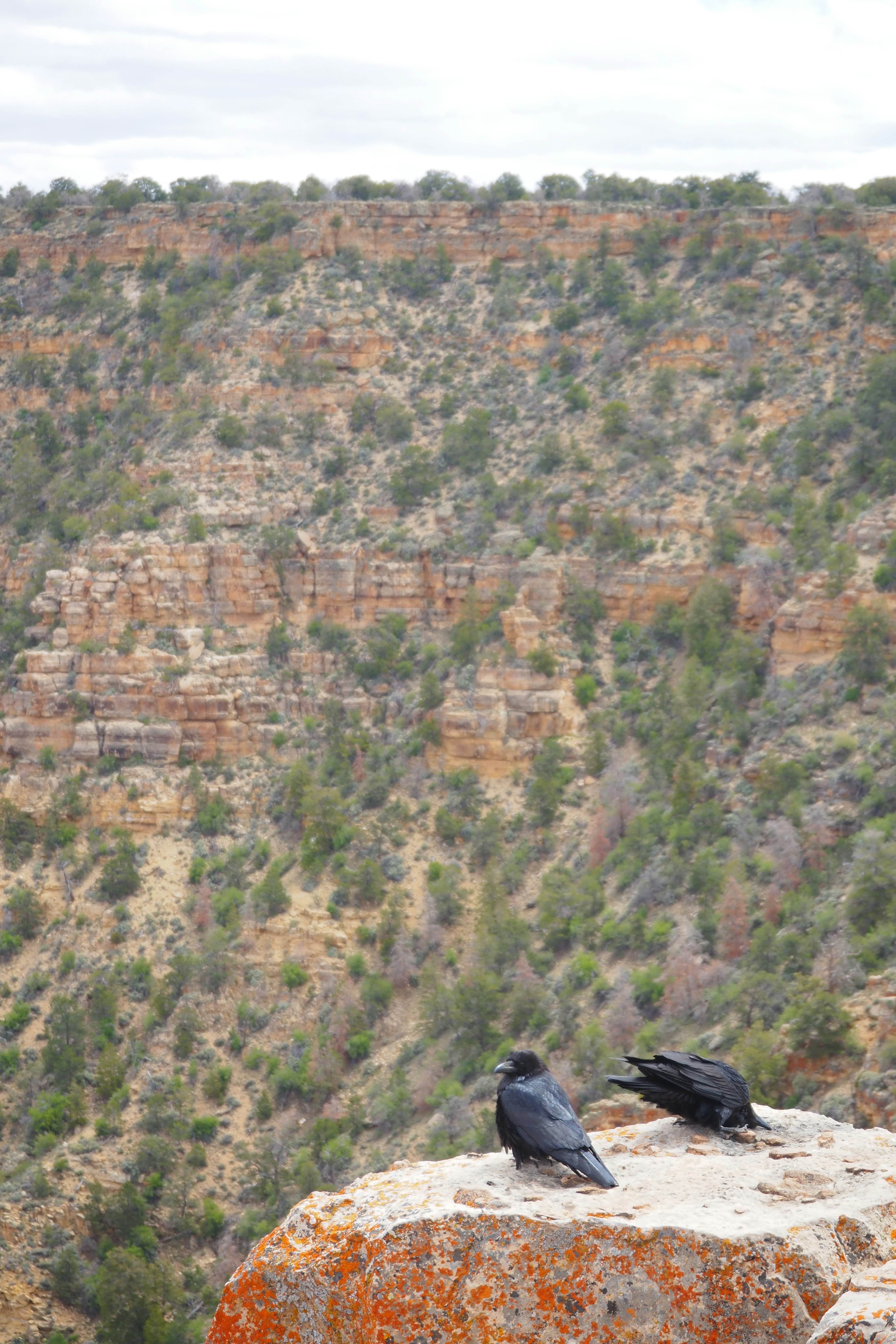 Two crows perched on a cliff with a green canyon in the background