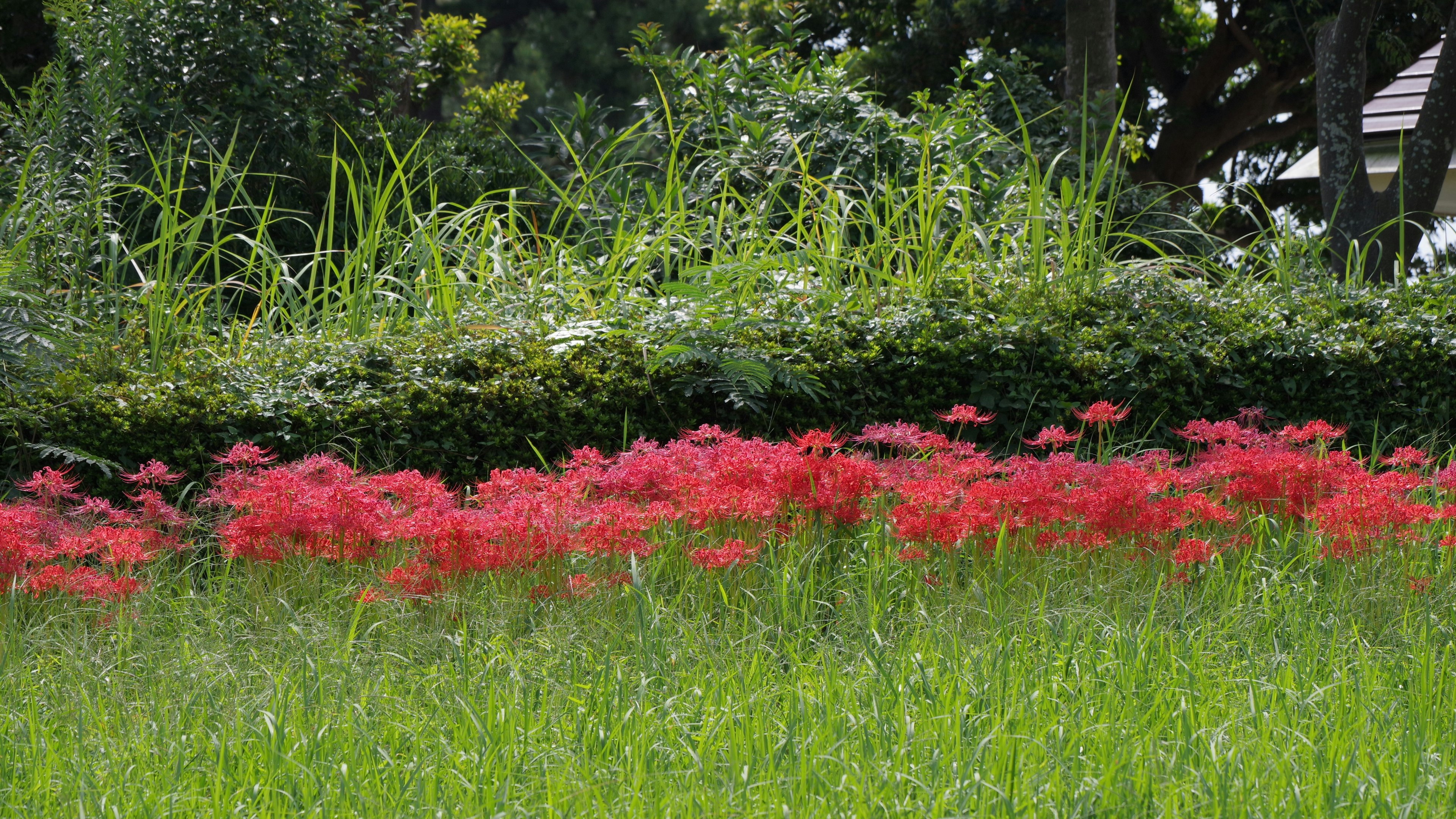 Landschaft mit einem Feld roter Spinnenlilien umgeben von grünem Gras