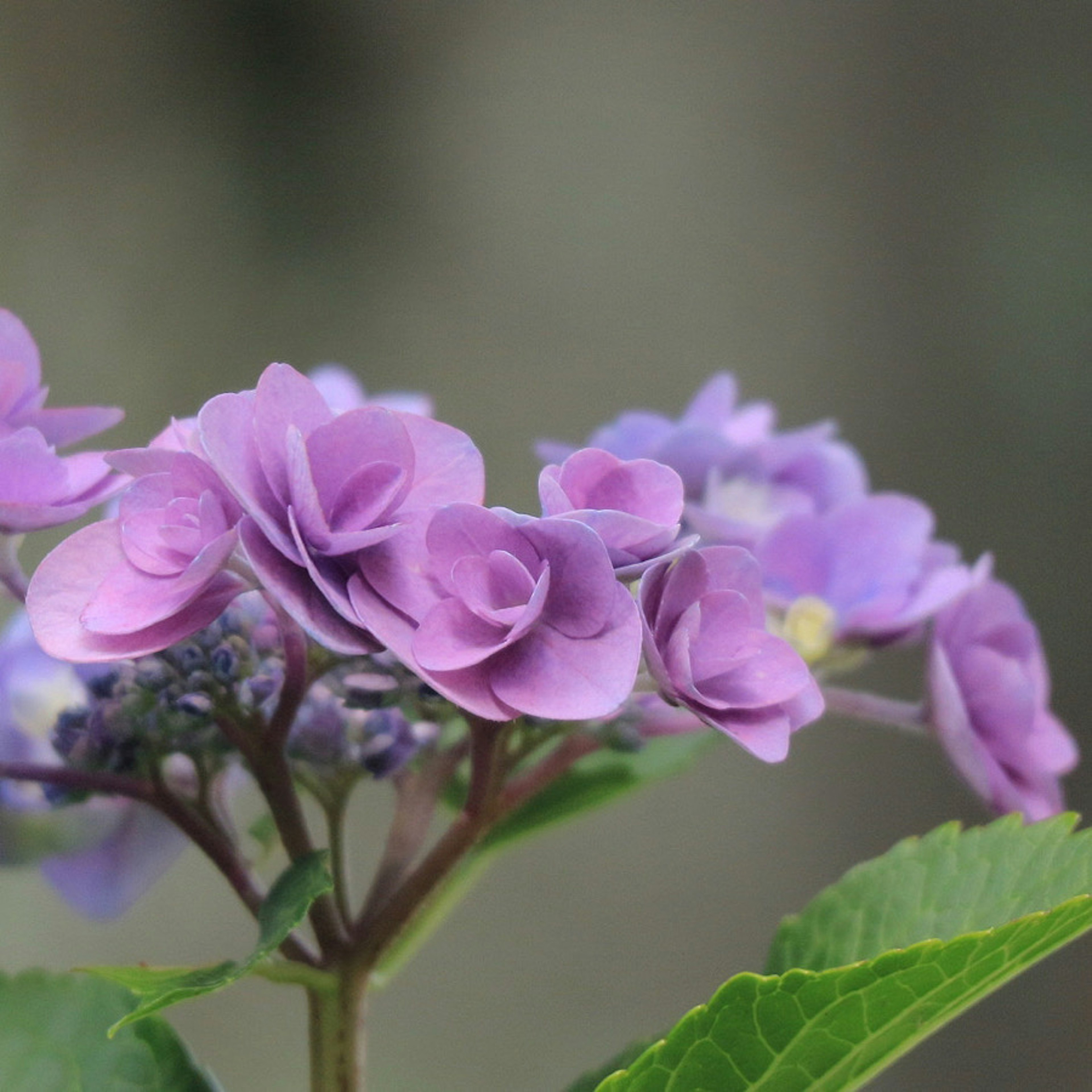 Foto close-up dari bunga hydrangea ungu yang indah