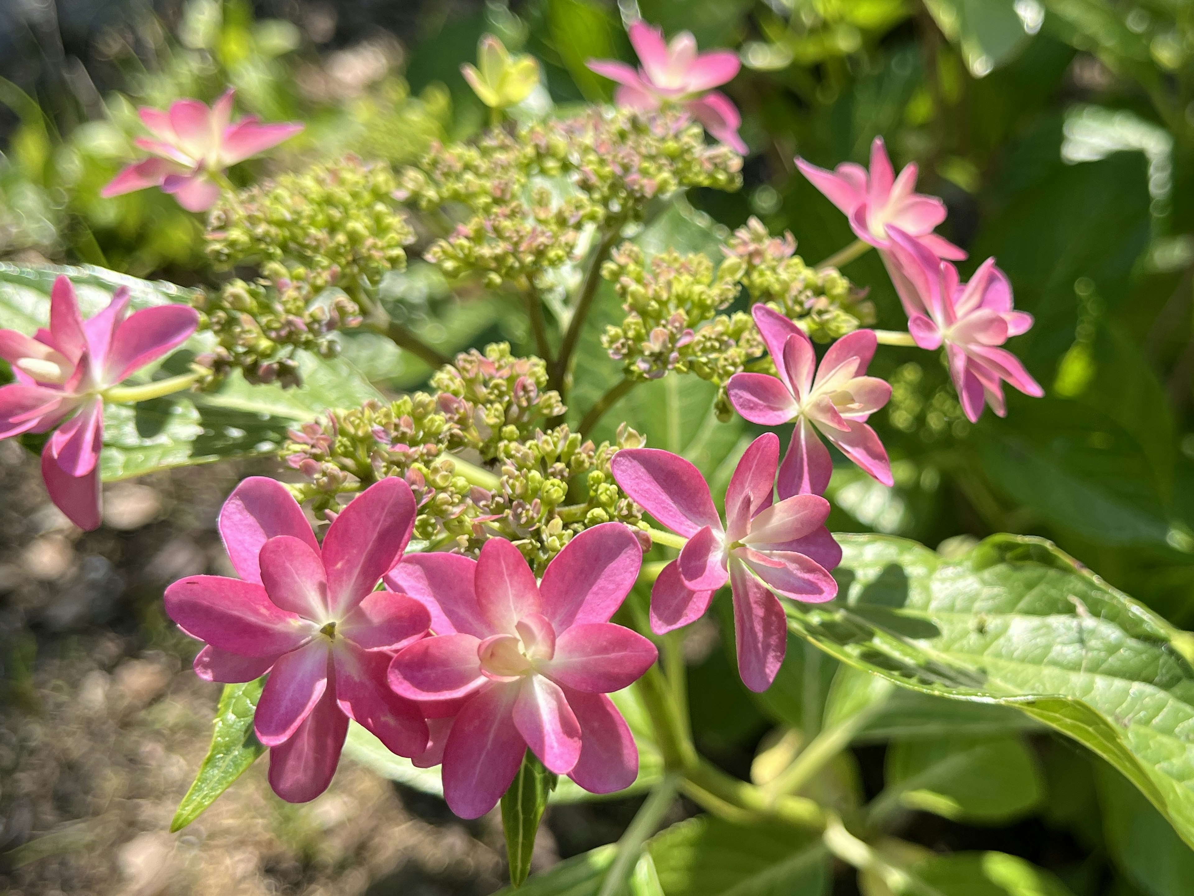 Close-up of pink flowers on a hydrangea plant