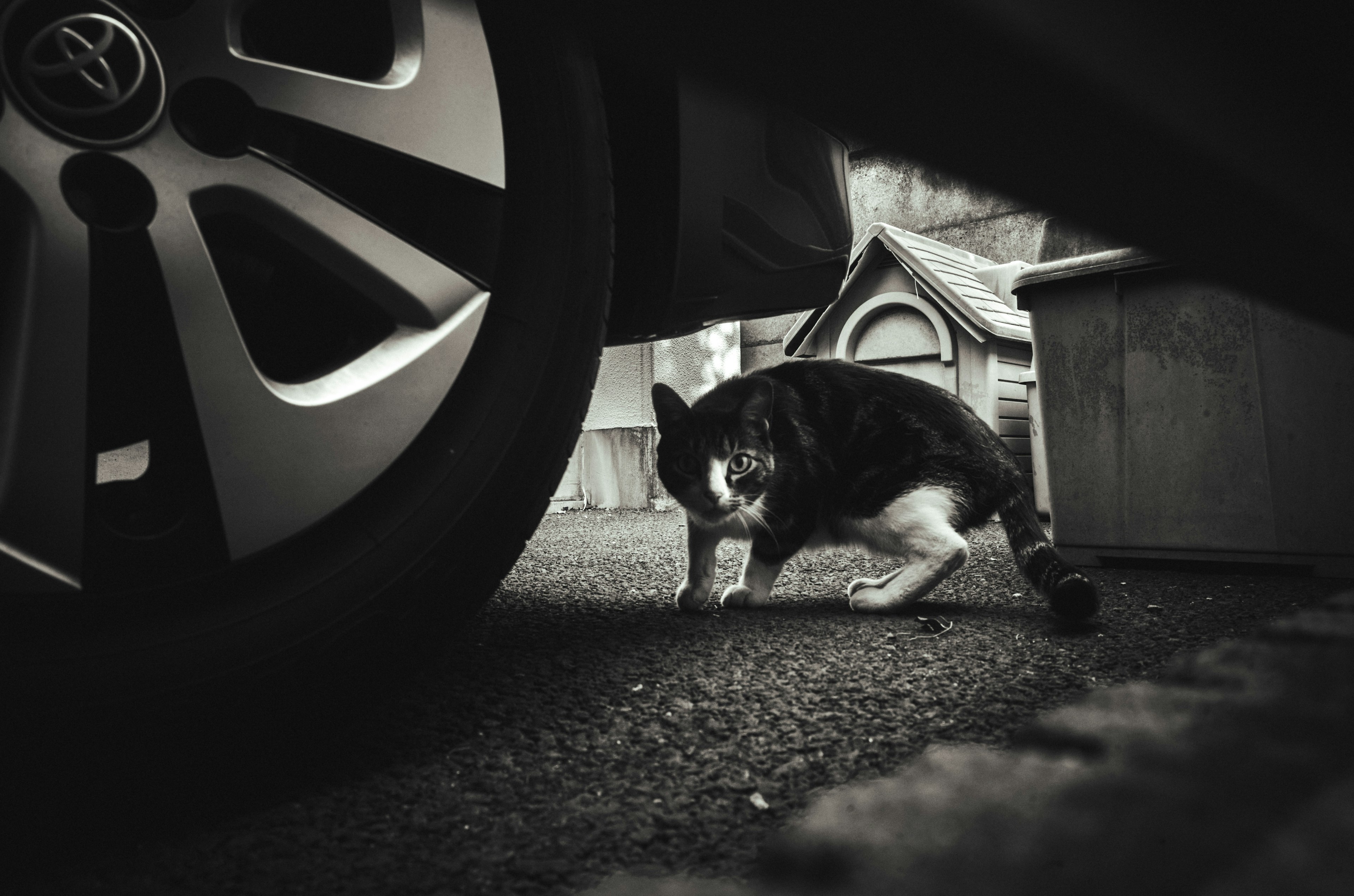 Black and white cat walking under a car wheel with a dog house in the background