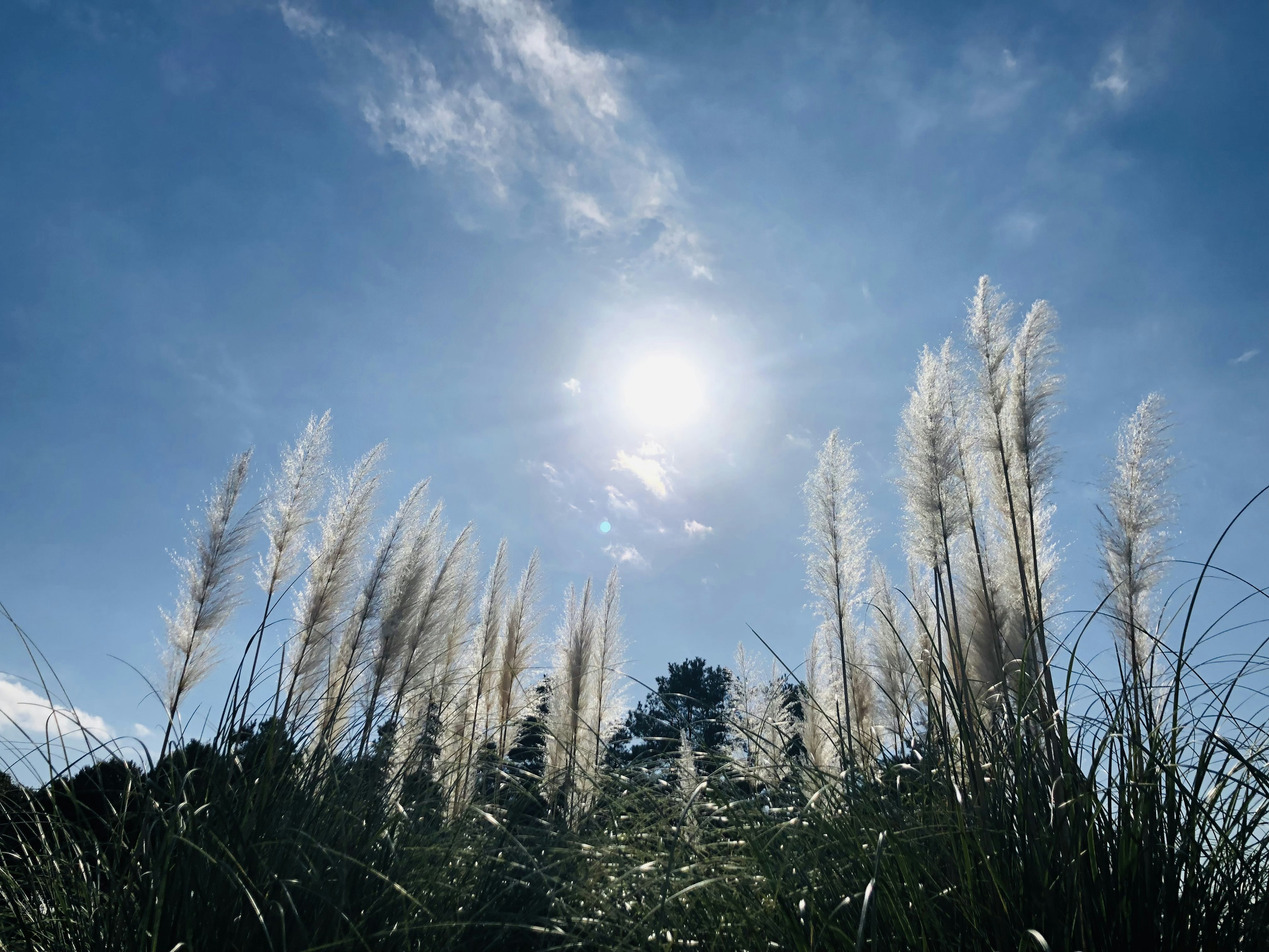 青空の下に立つパムパスグラスの群生と太陽