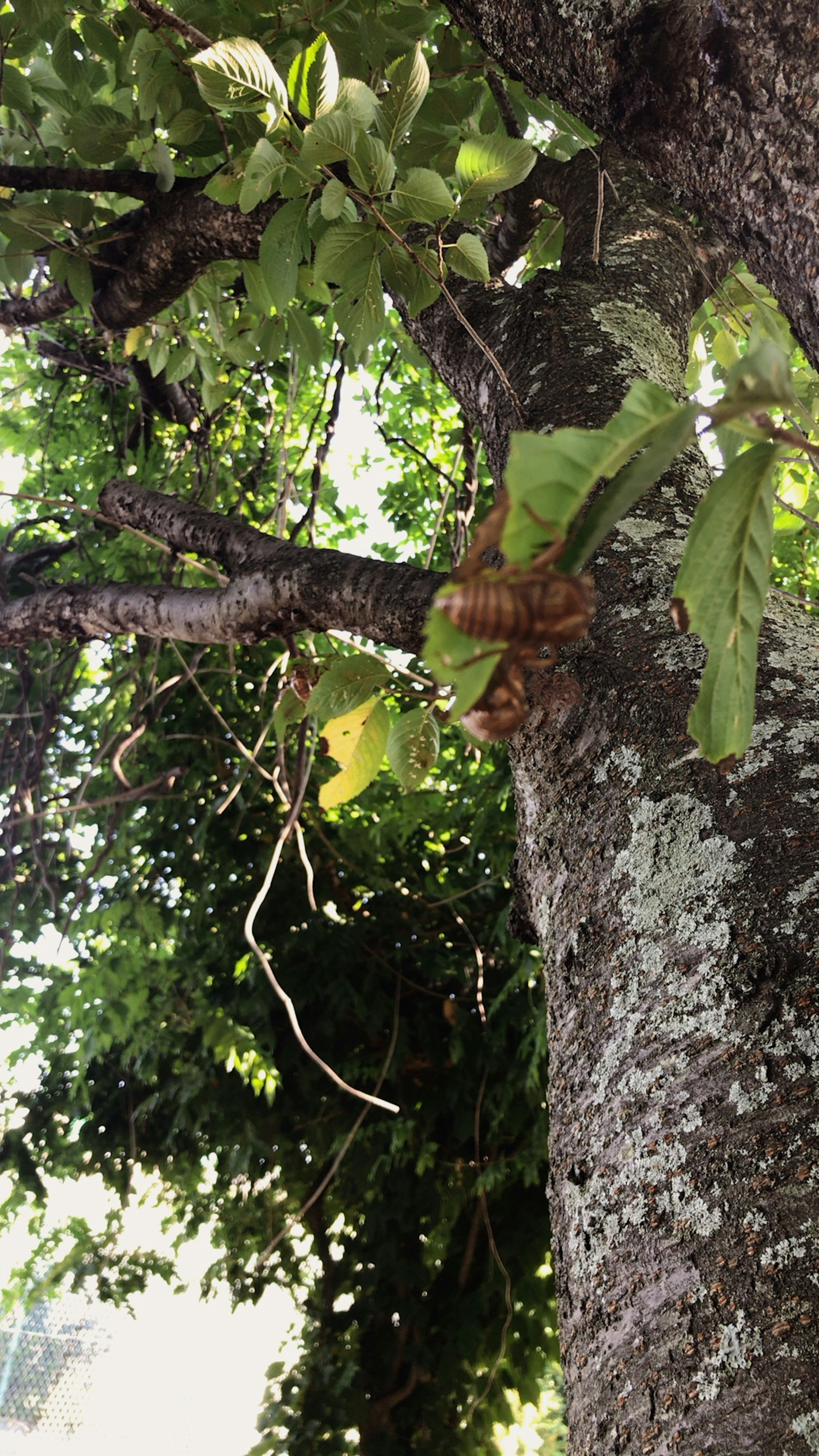 Cicada shell attached to a tree branch with green leaves