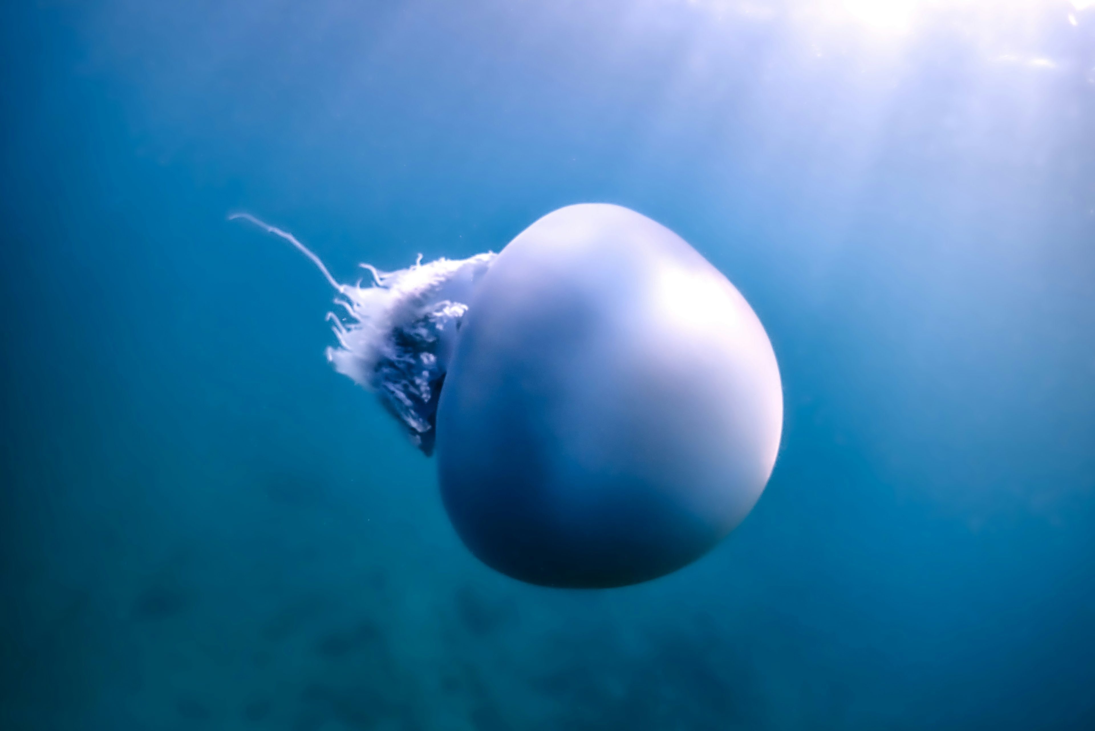 Image d'une méduse bleue flottant sous l'eau