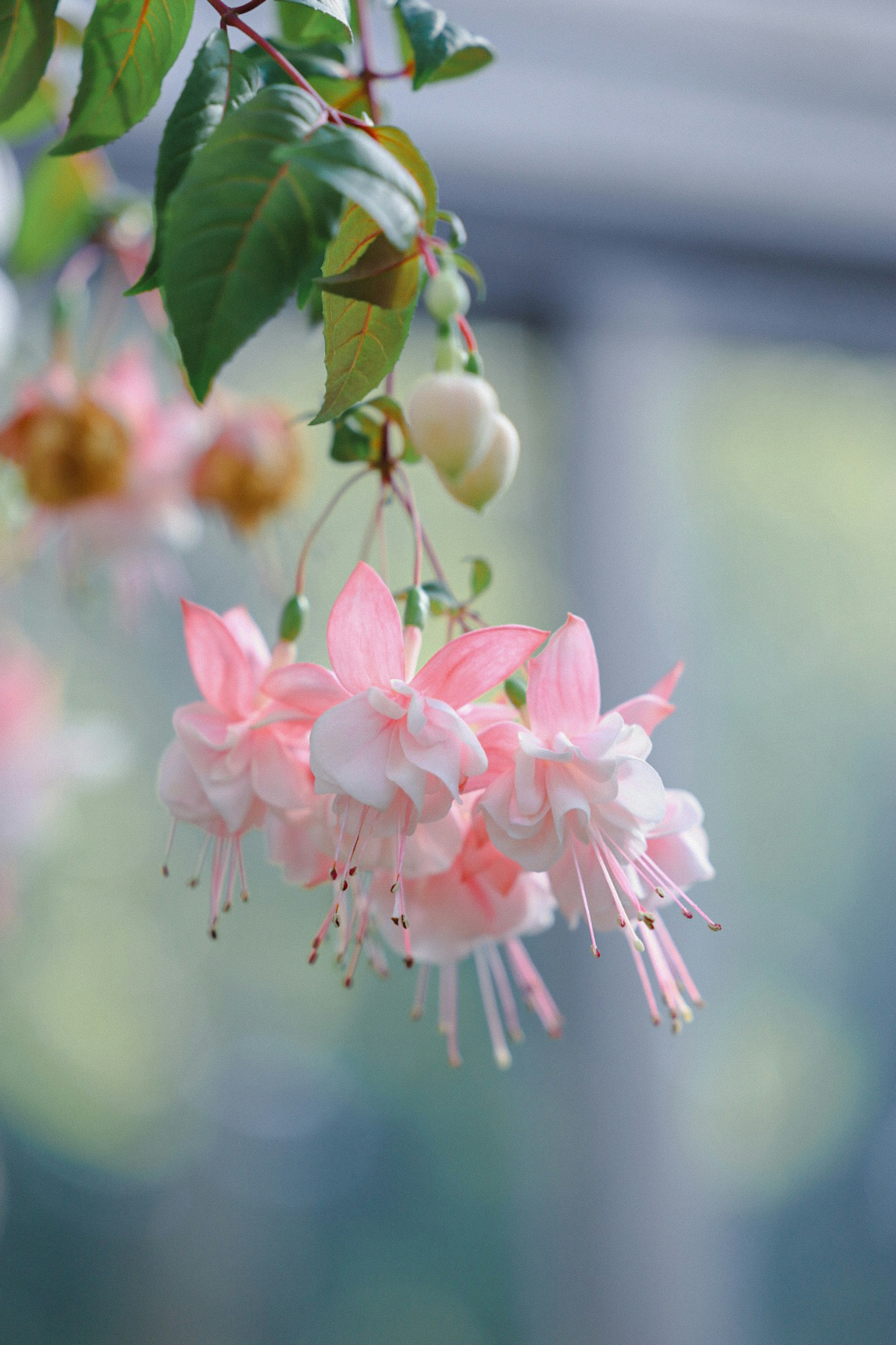 ピンクの花びらを持つフクシアの花が、緑の葉とともに優雅に垂れ下がっている