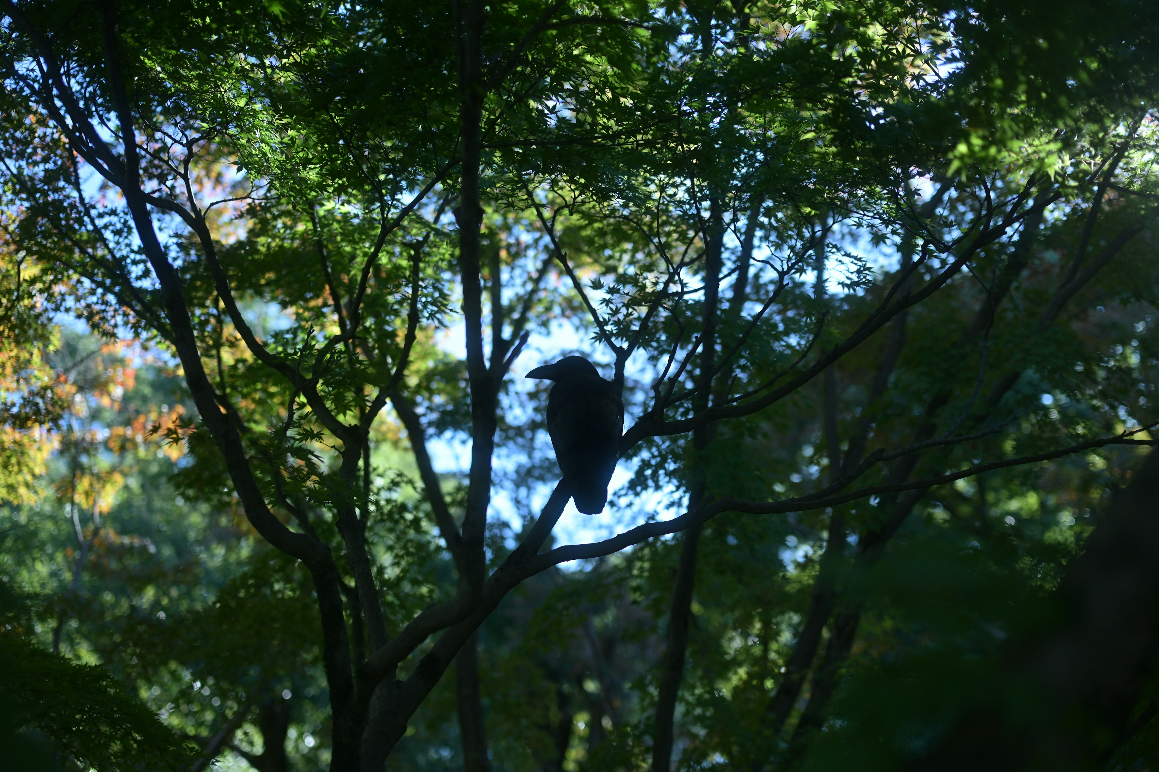 Silhouette d'un oiseau visible à travers les branches d'un arbre