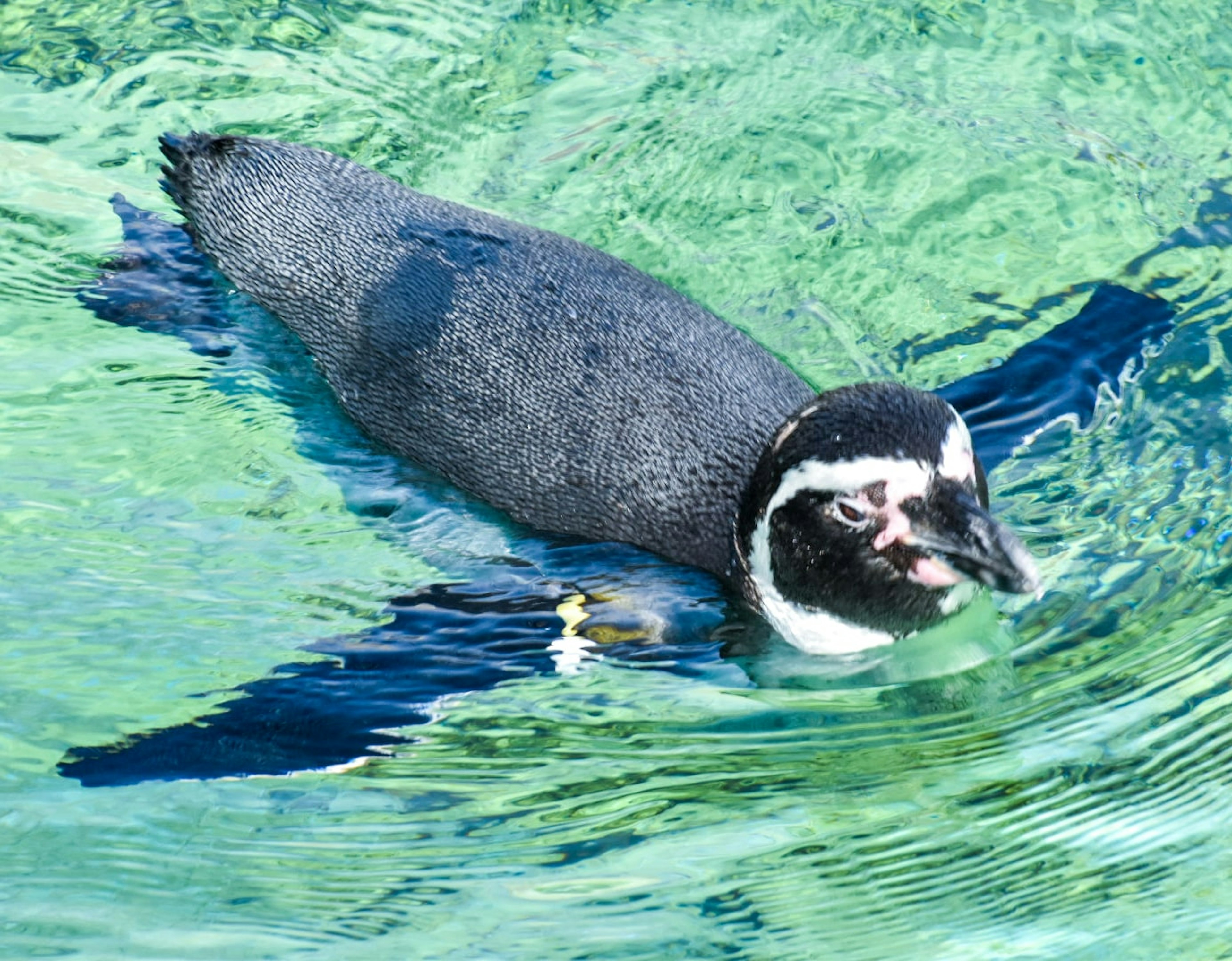 Pinguin schwimmt im klaren Wasser