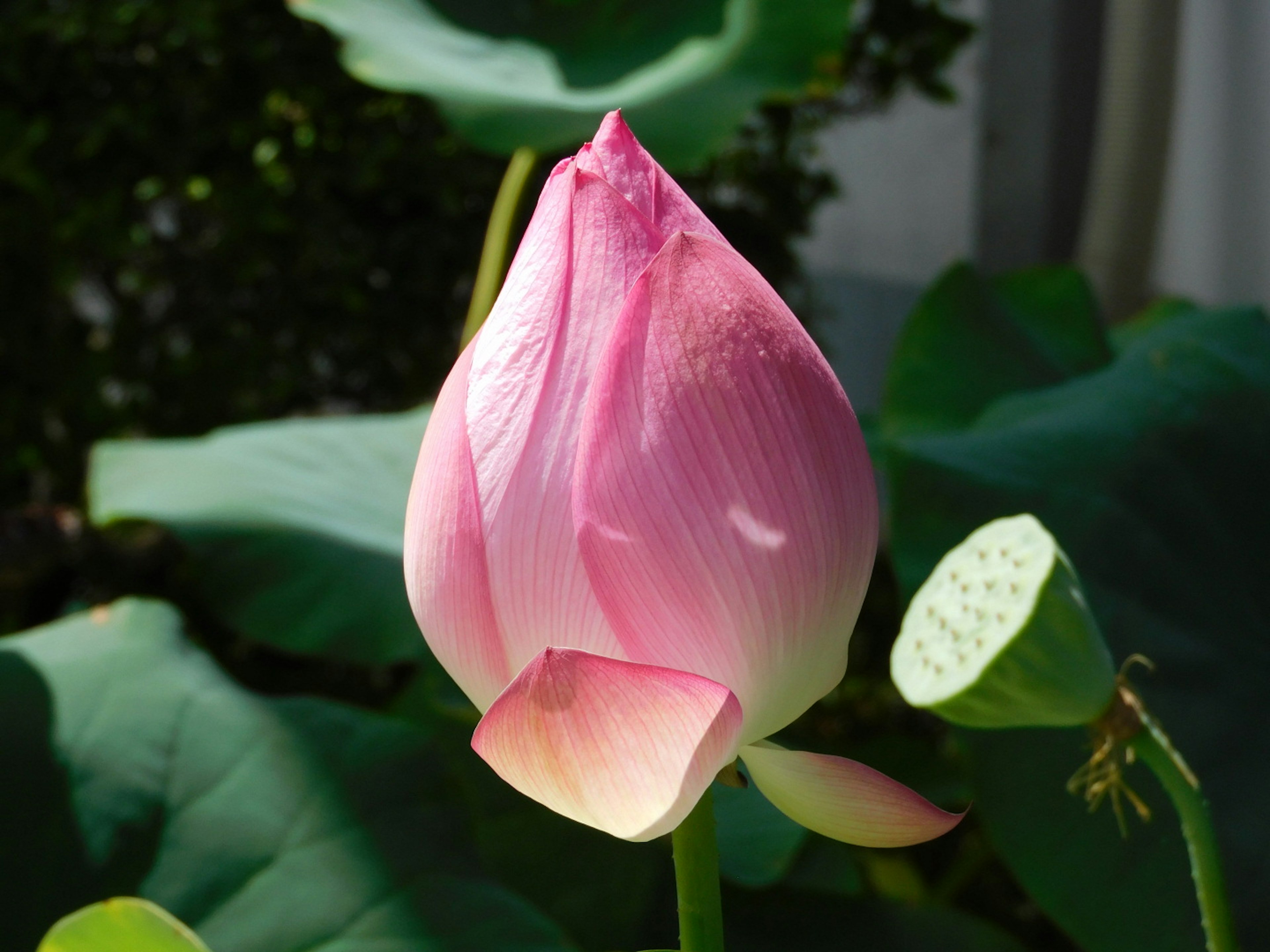 A beautiful pink lotus bud standing among green leaves