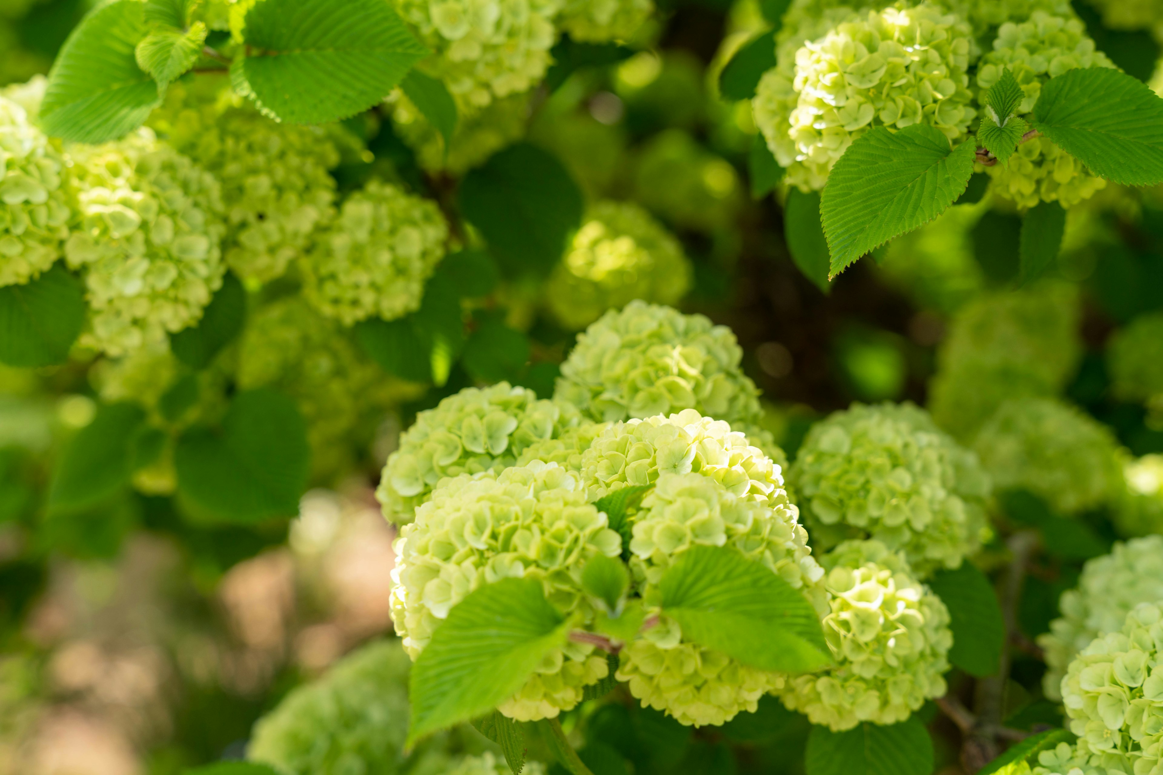 Close-up of a tree with green blooming flowers