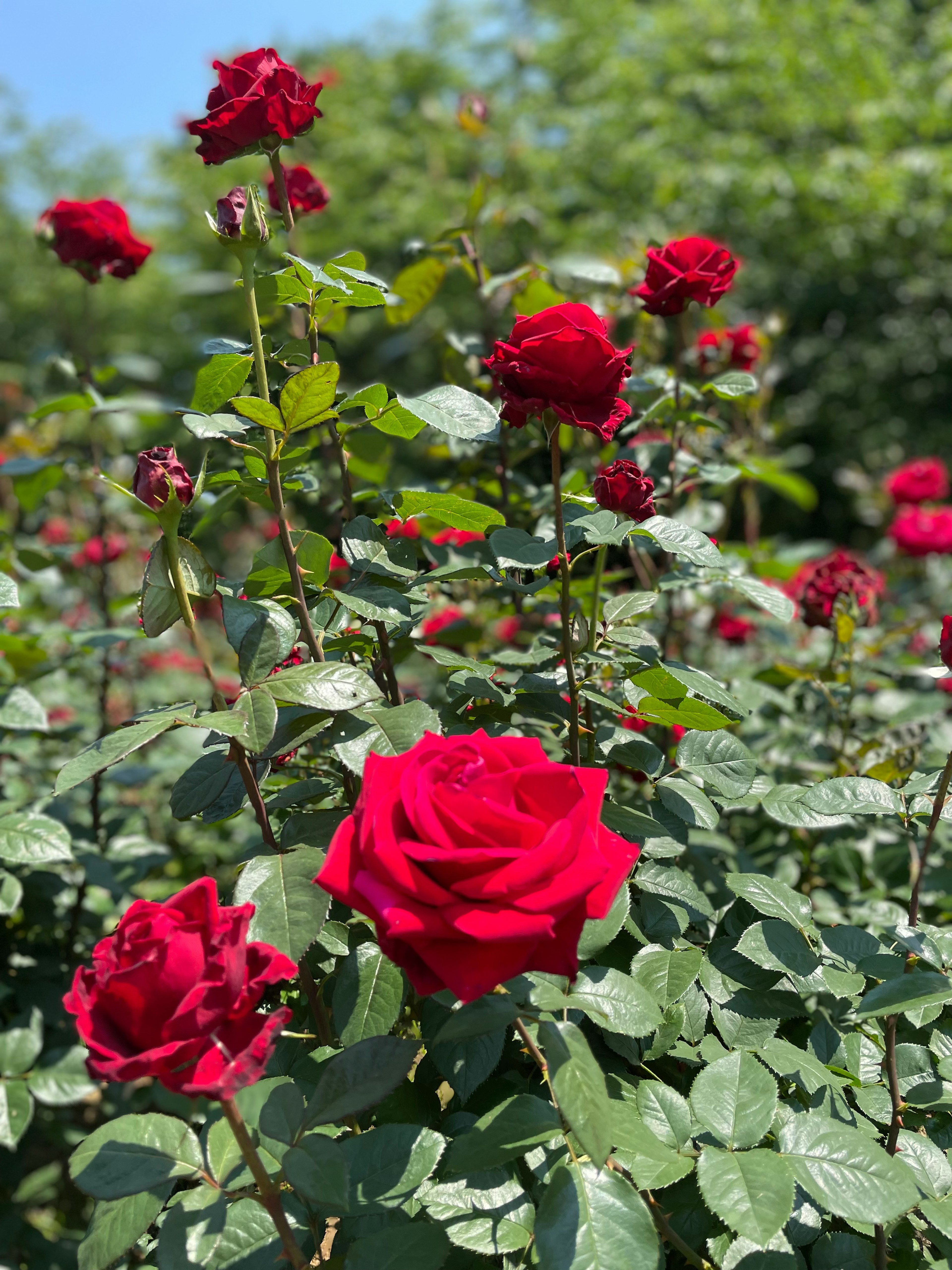 赤いバラの花が咲いている庭の風景