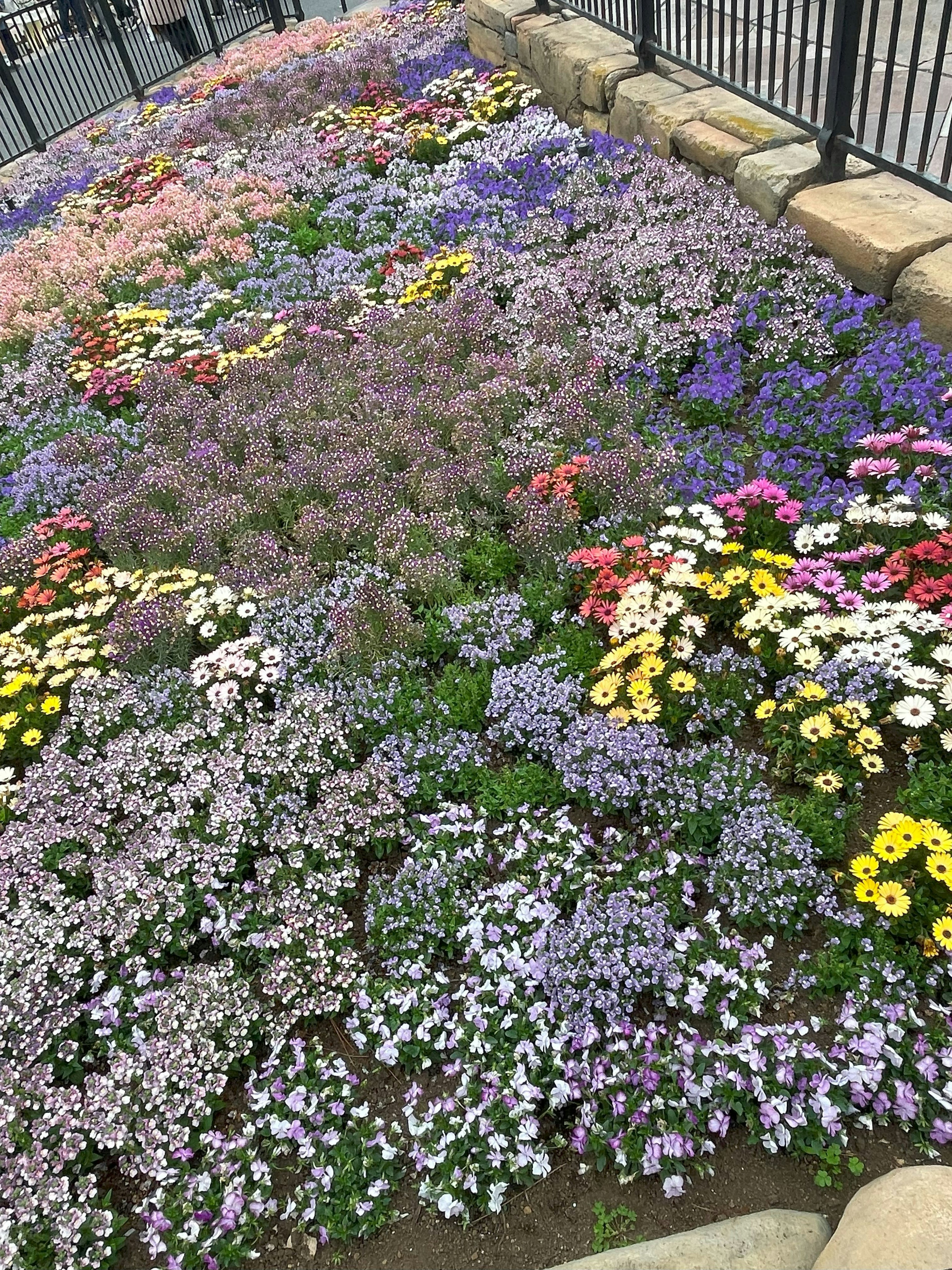 A beautiful flower bed with a variety of colorful blooms