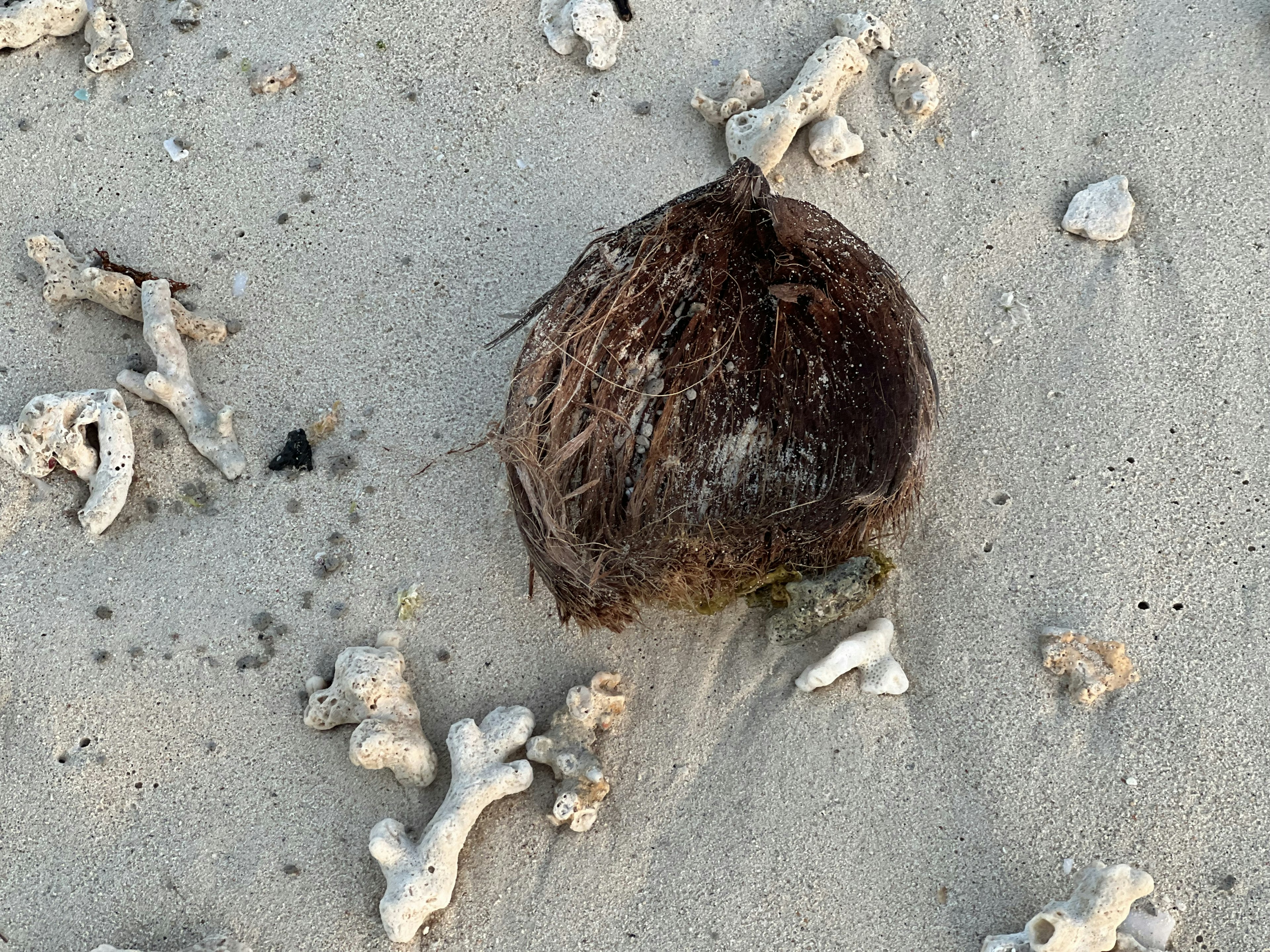 Round coconut on the beach surrounded by white coral fragments