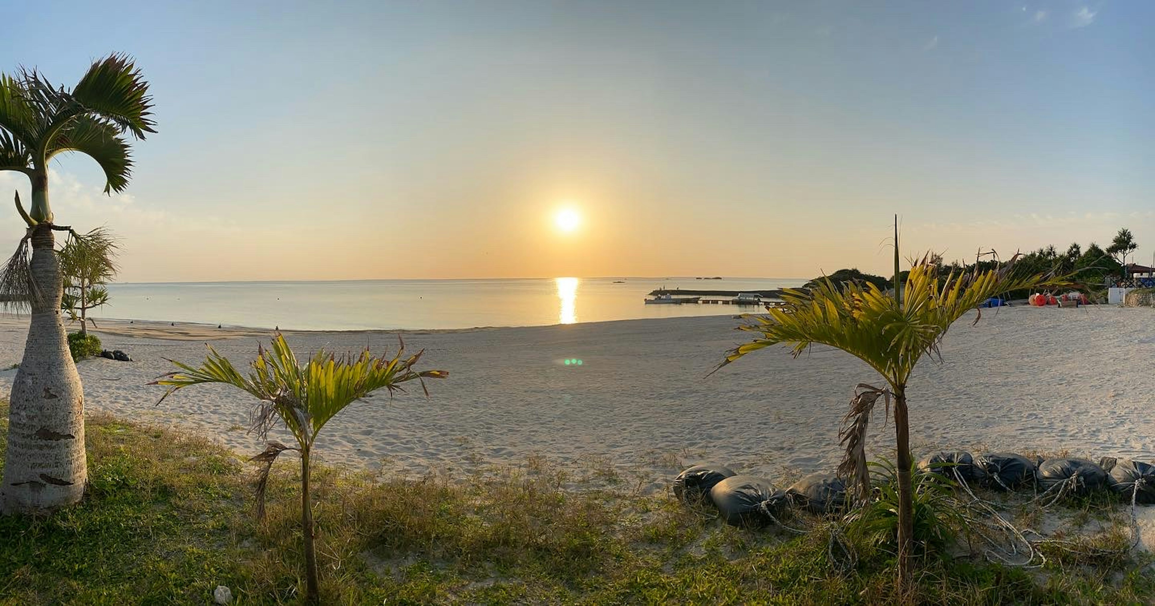 Panoramic view of a beach during sunset with green plants in the foreground