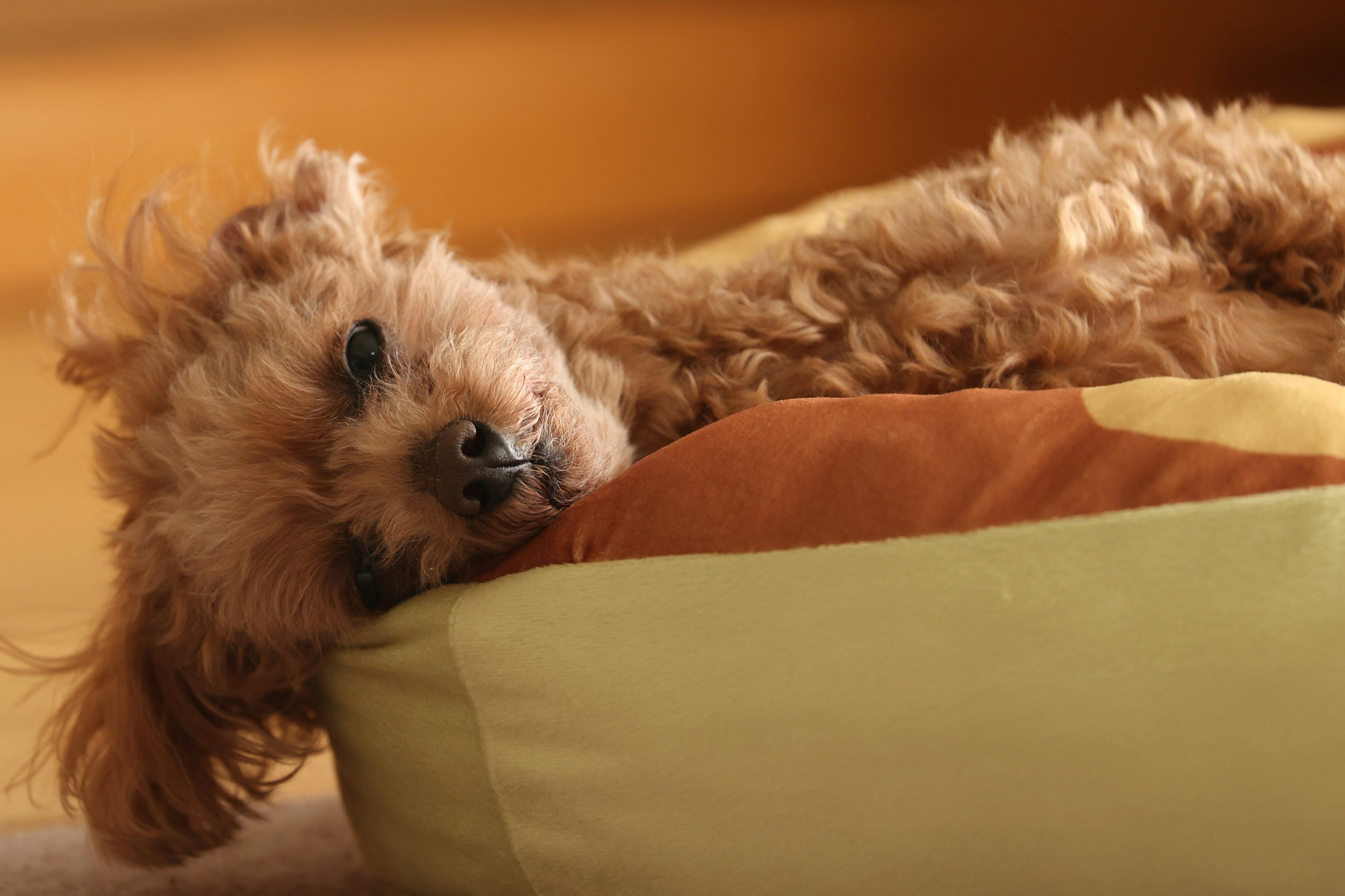 A relaxed toy poodle lying on a bed