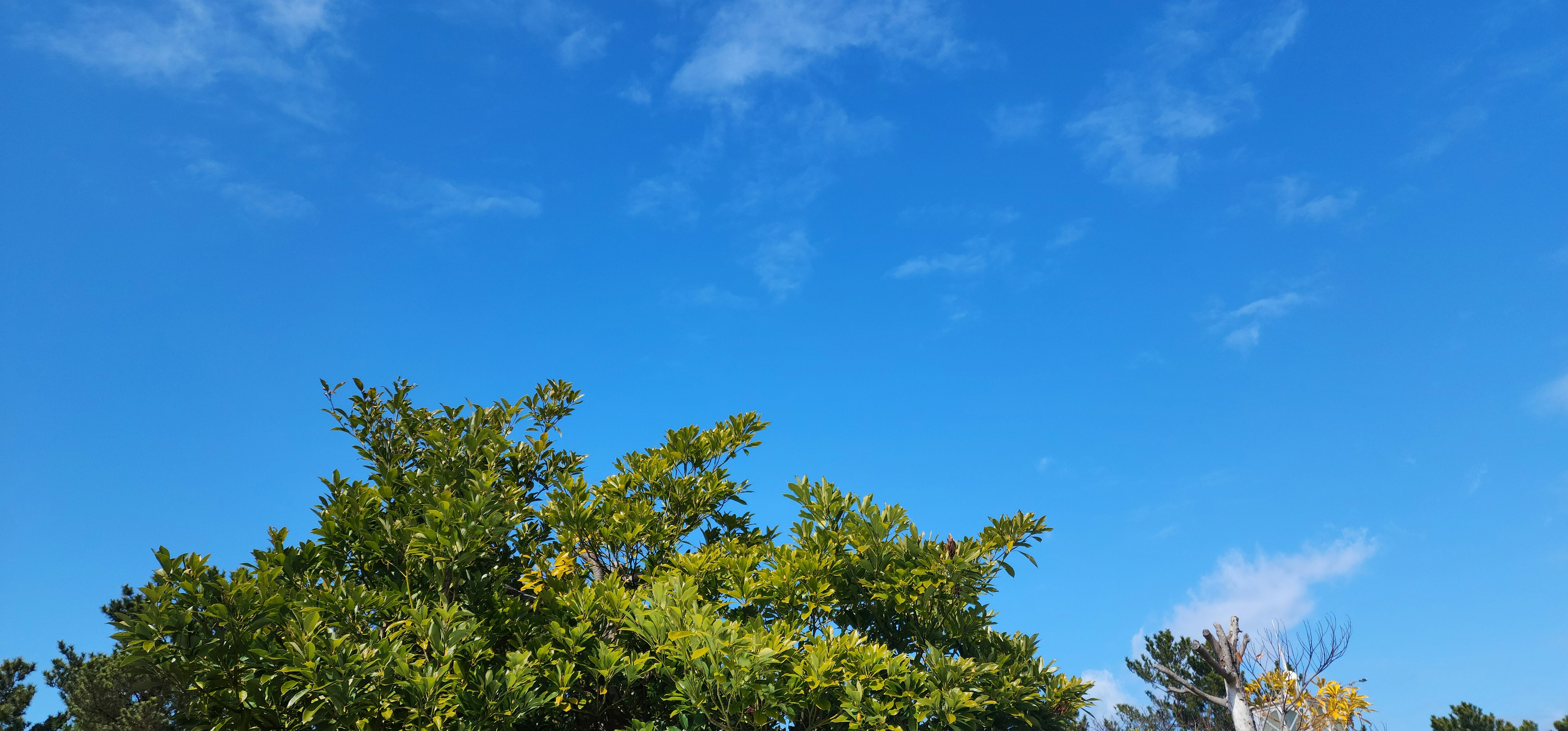 Pemandangan dengan langit biru dan pohon hijau