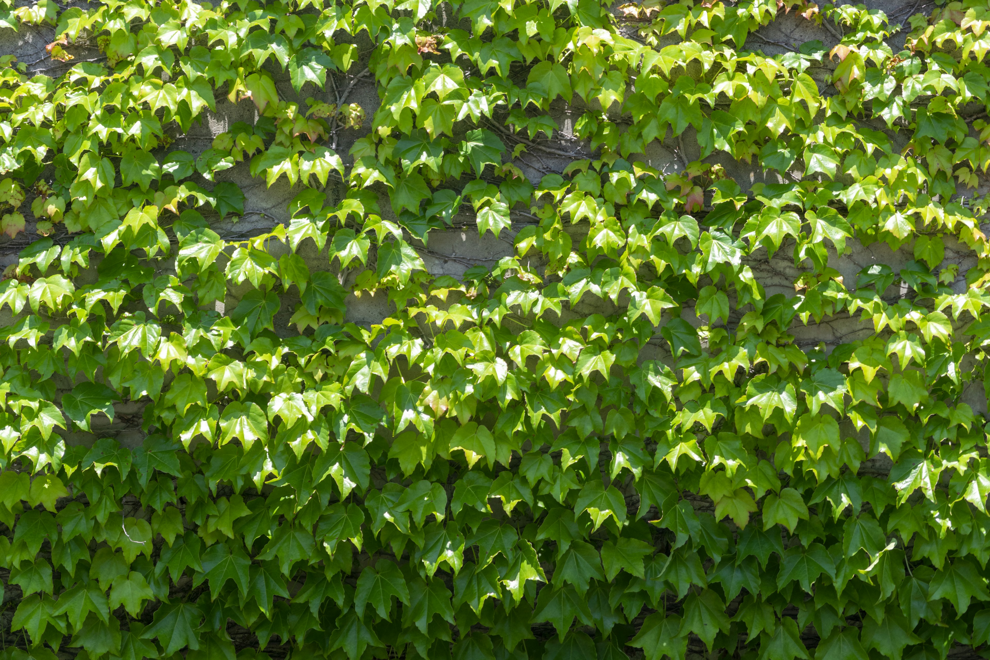 Imagen de una pared cubierta de hojas verdes exuberantes