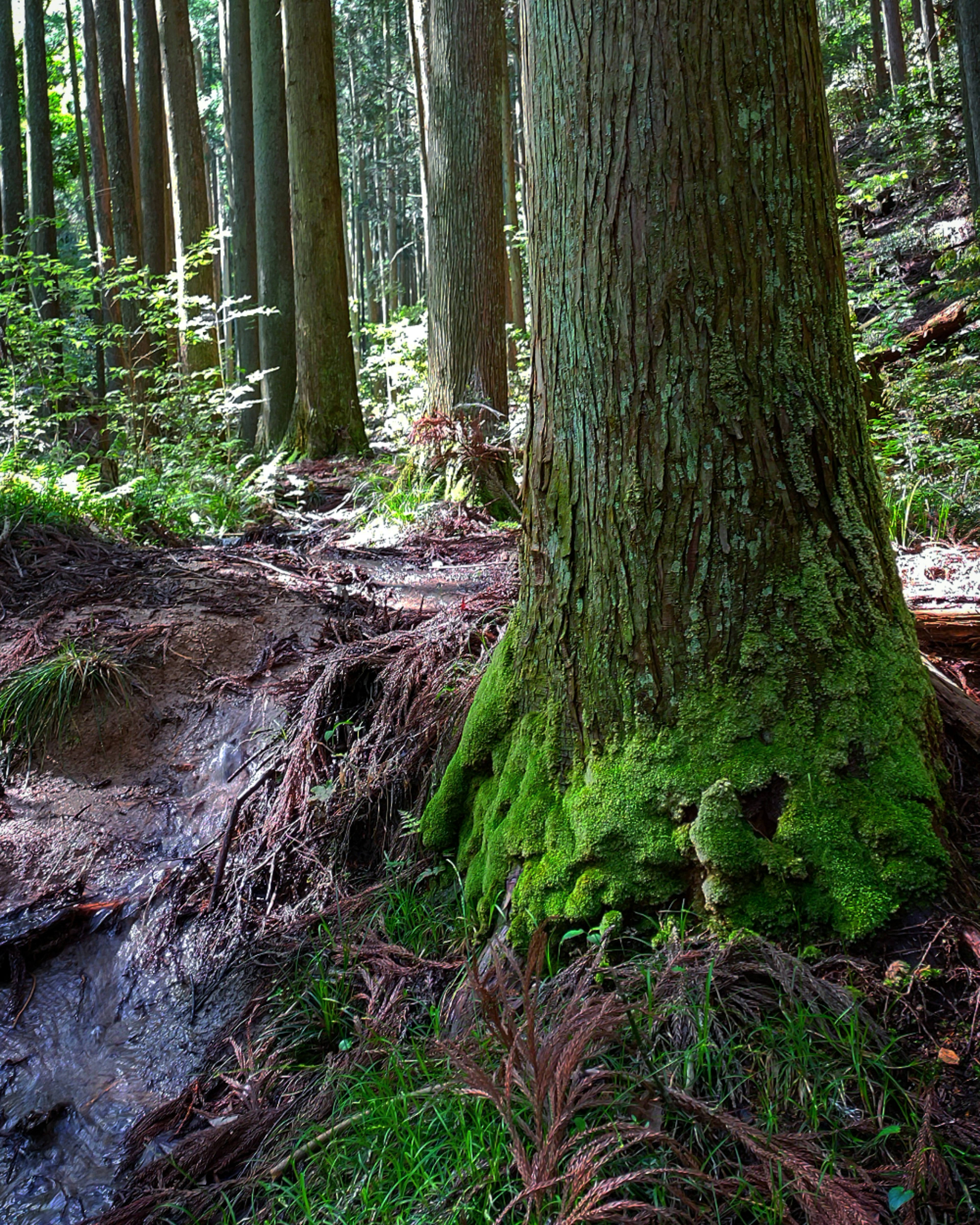 Tronc d'arbre large recouvert de mousse verte avec un sol humide dans un cadre forestier