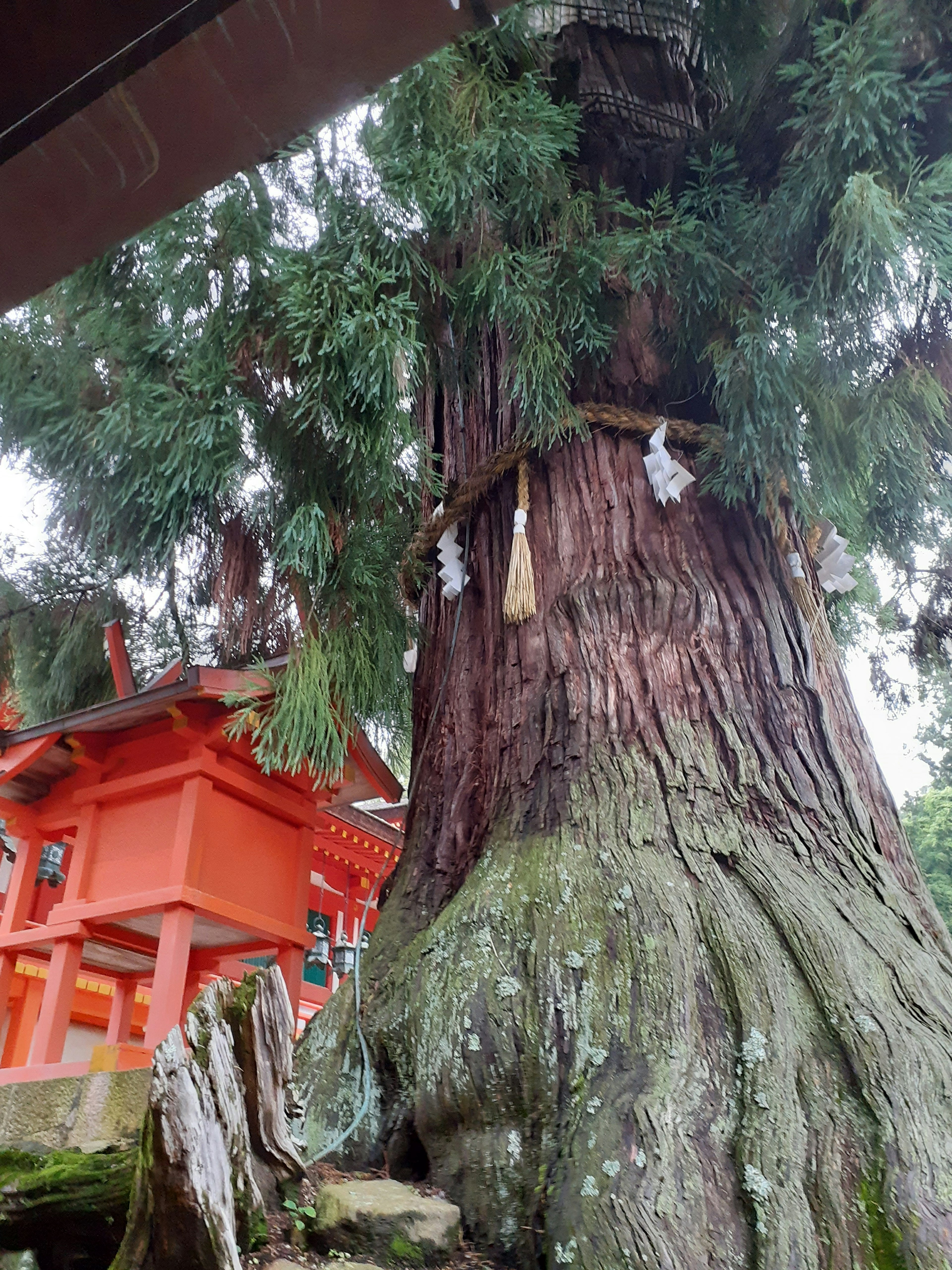 赤い神社の近くにある大きな木、しめ縄が巻かれた太い幹