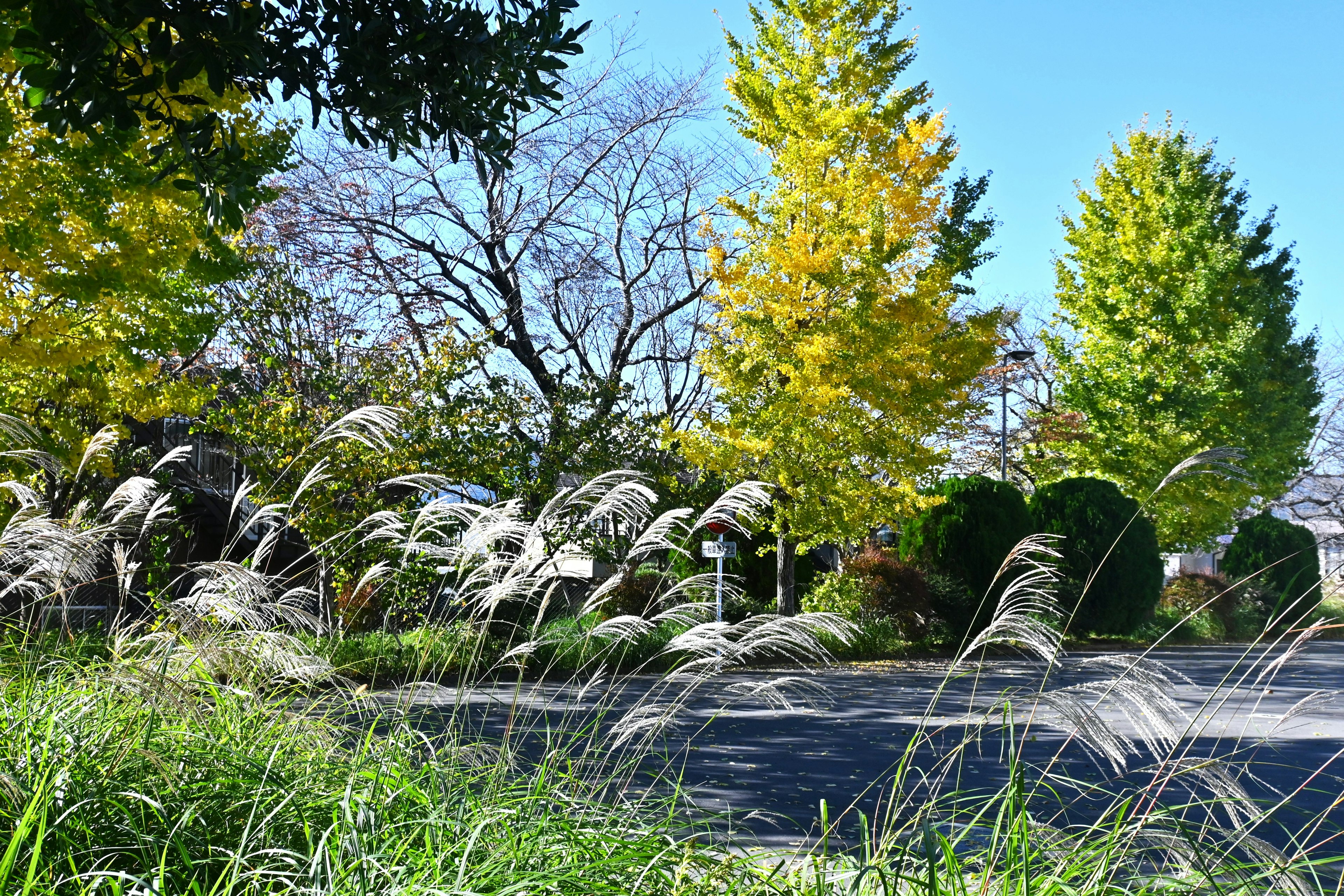 Arbres dorés et prairie dans un paysage d'automne