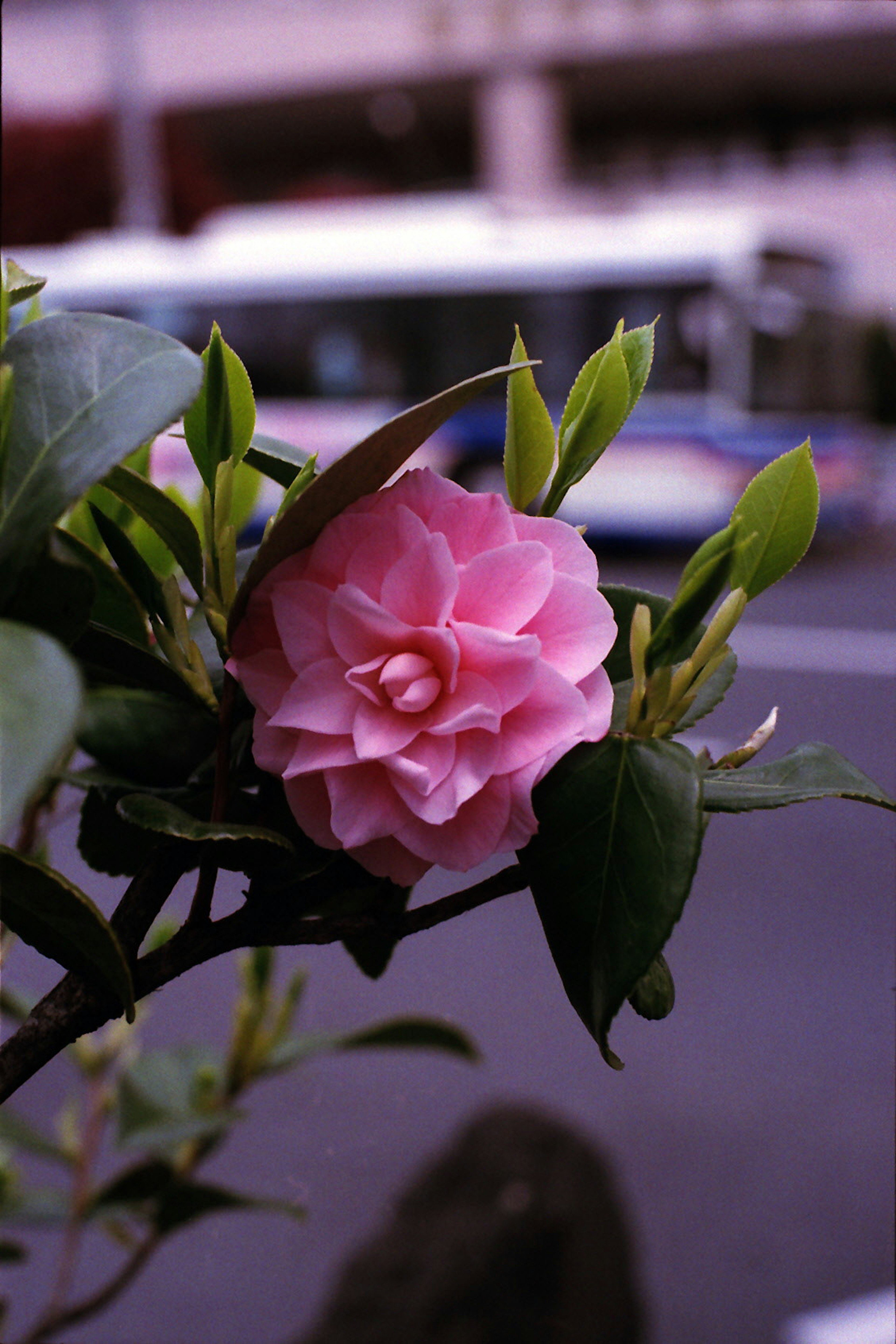 Close-up bunga kamelia pink dengan daun hijau baru