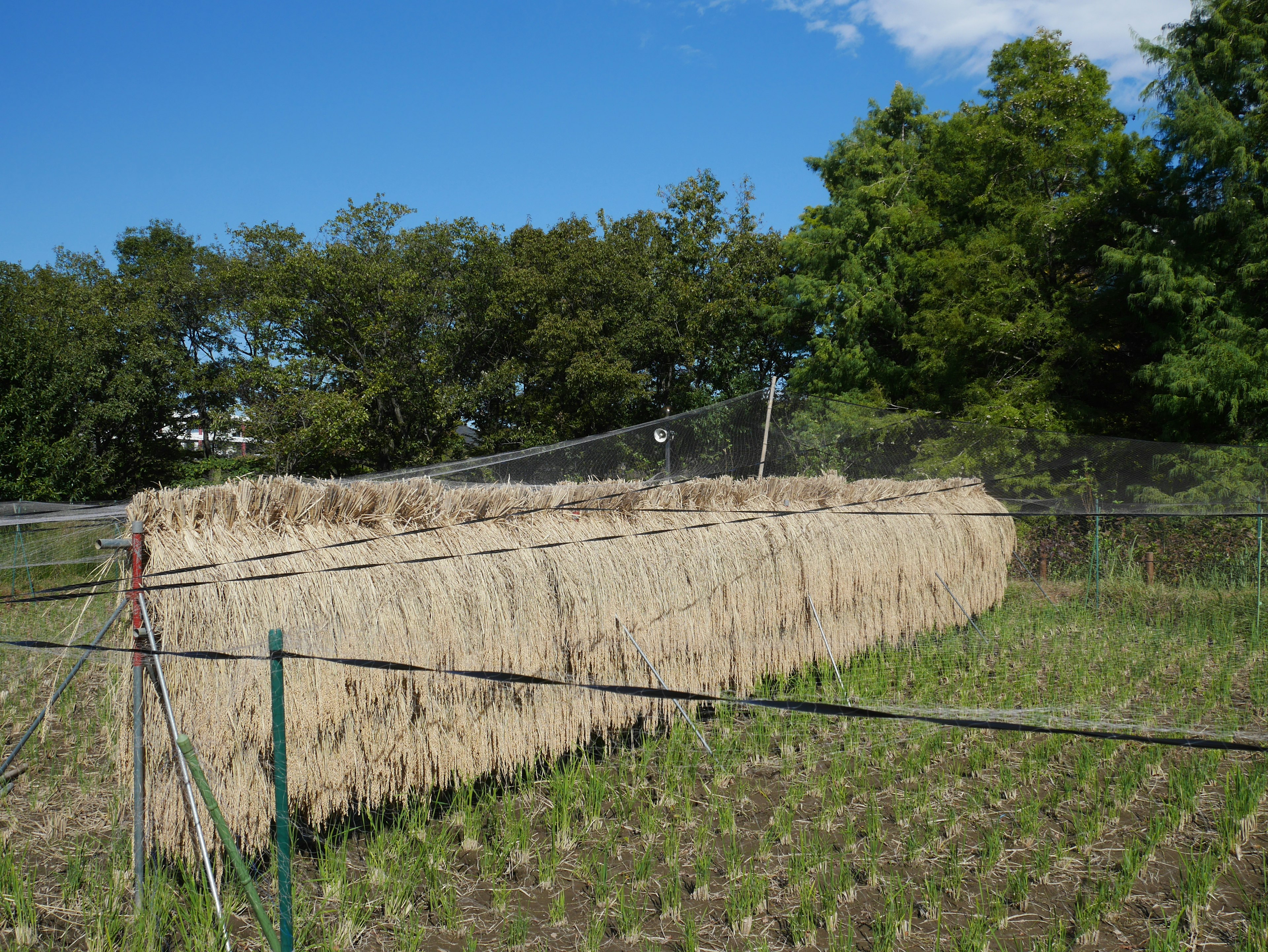 田んぼの周りにある干し草のフェンスと青空