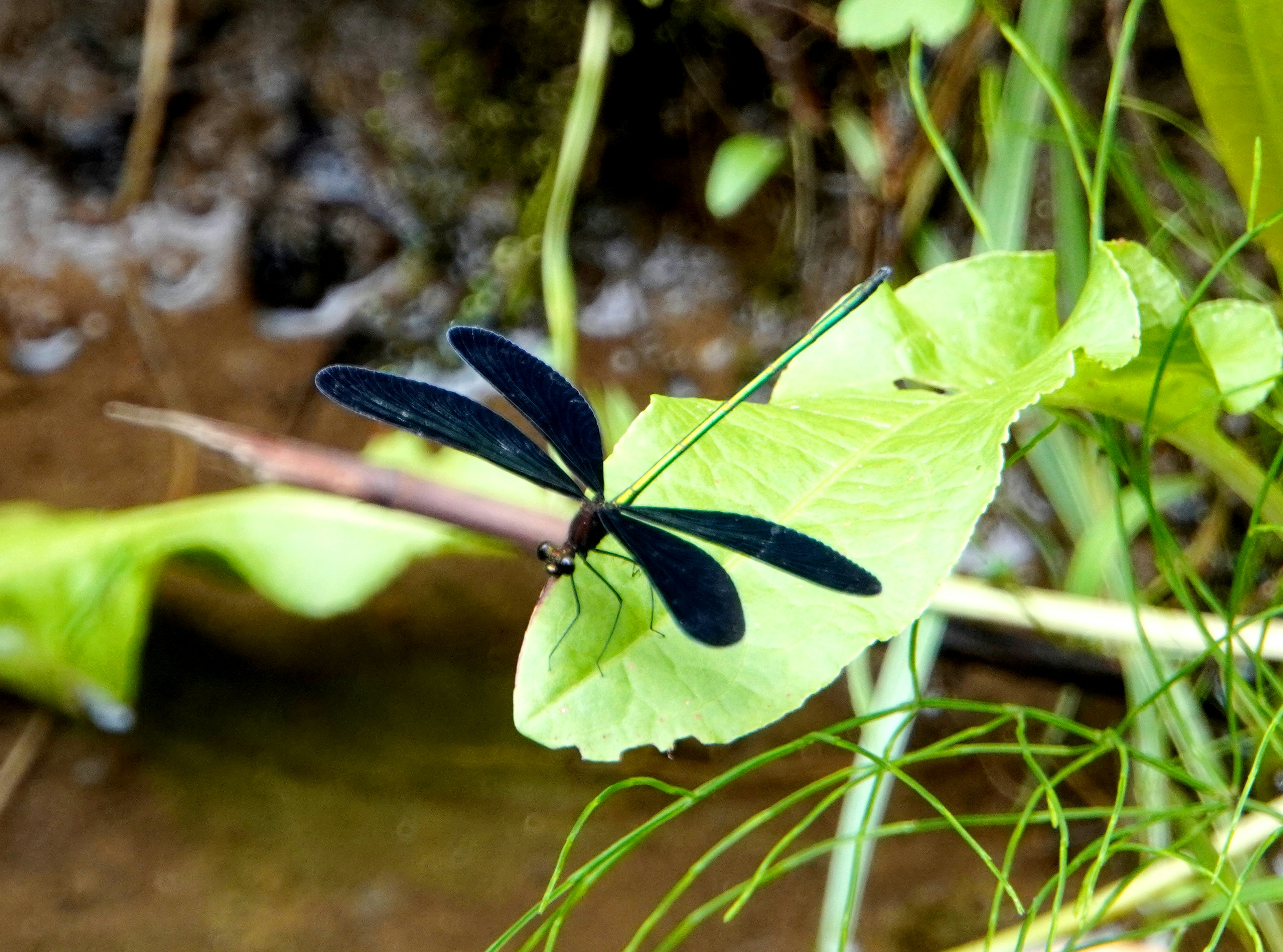 Eine schwarze Libelle, die auf einem grünen Blatt sitzt