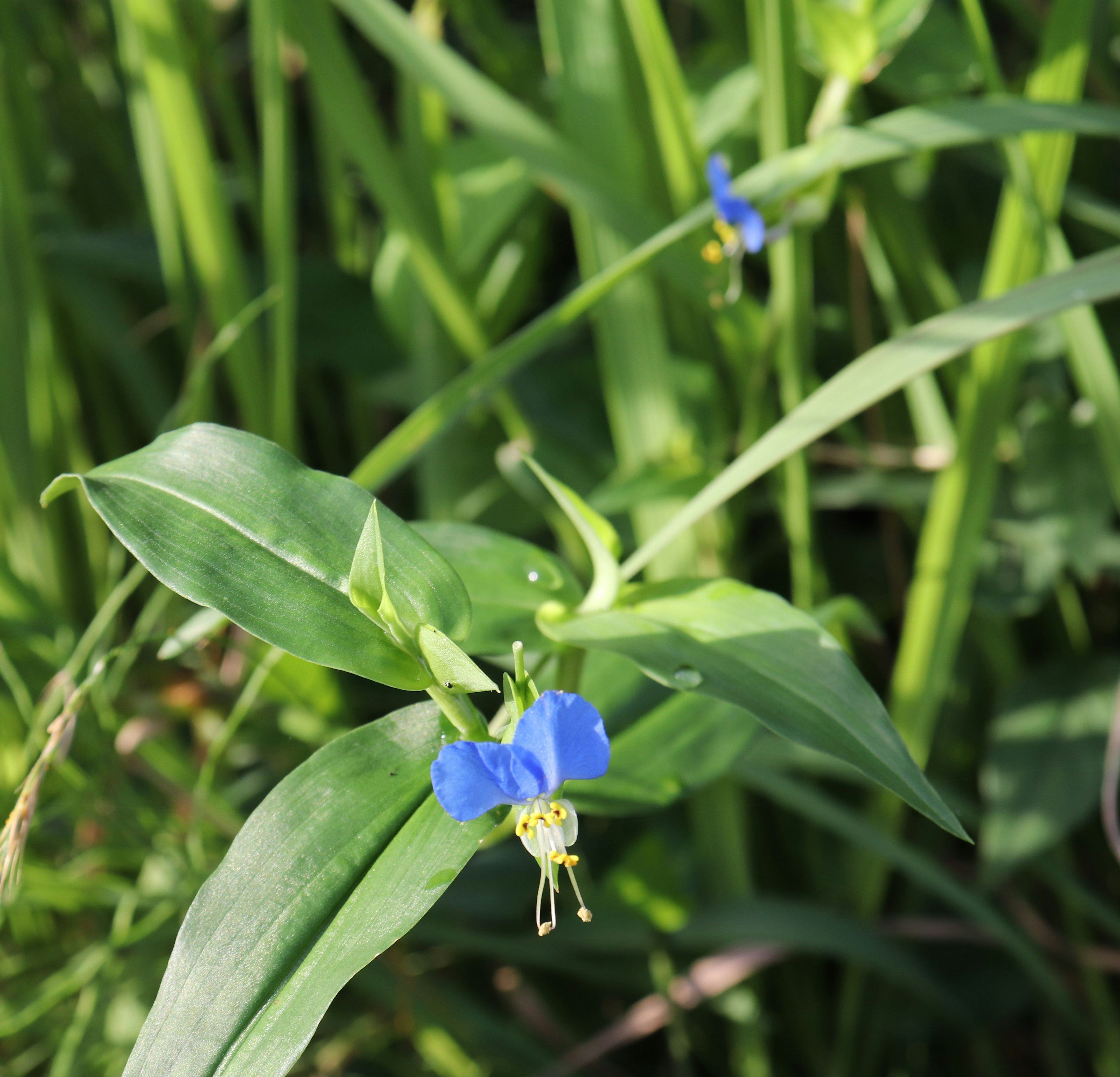 Una escena con una flor azul entre hojas verdes