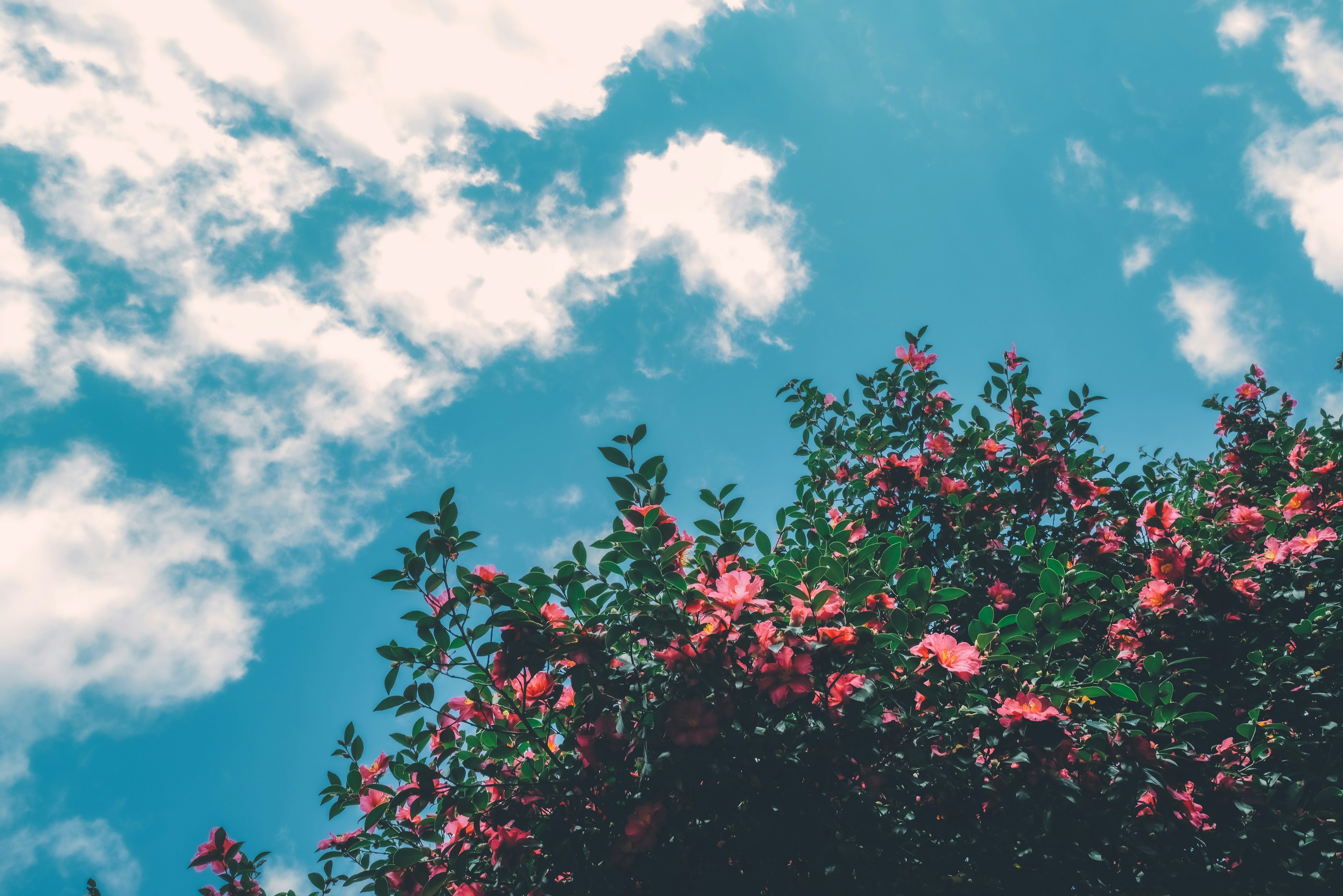 A view of pink flowers against a bright blue sky with white clouds