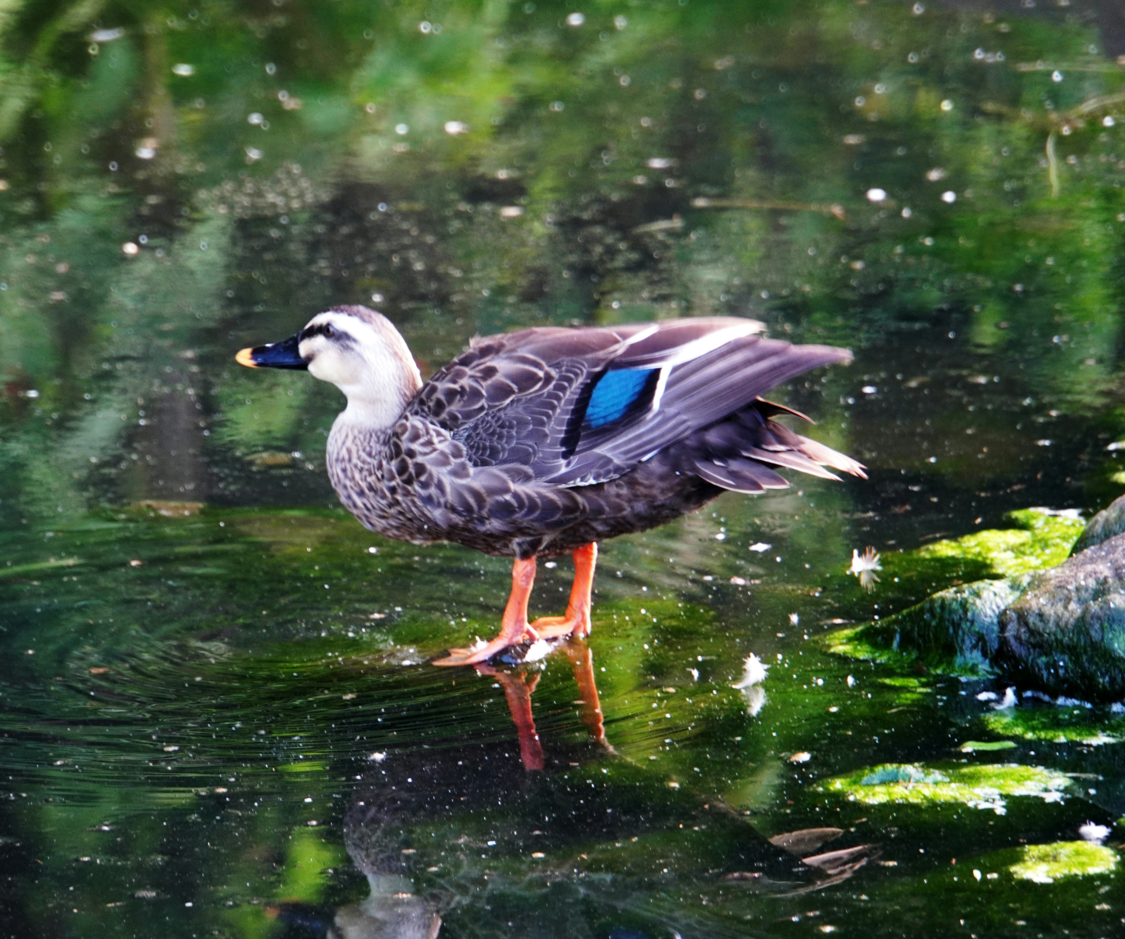 Un pato de pie sobre la superficie del agua con un fondo verde