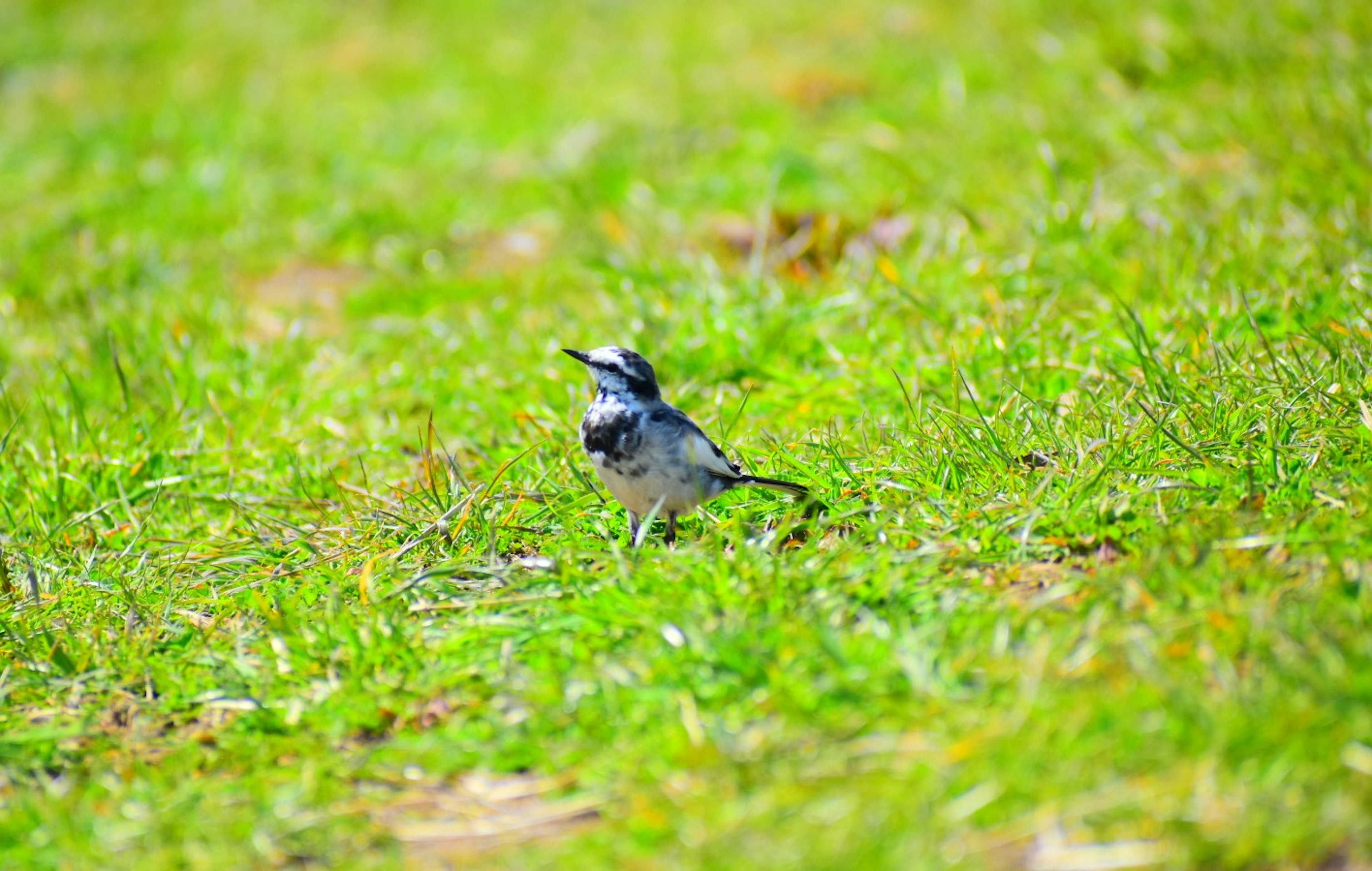 Ein kleiner Vogel singt im grünen Gras