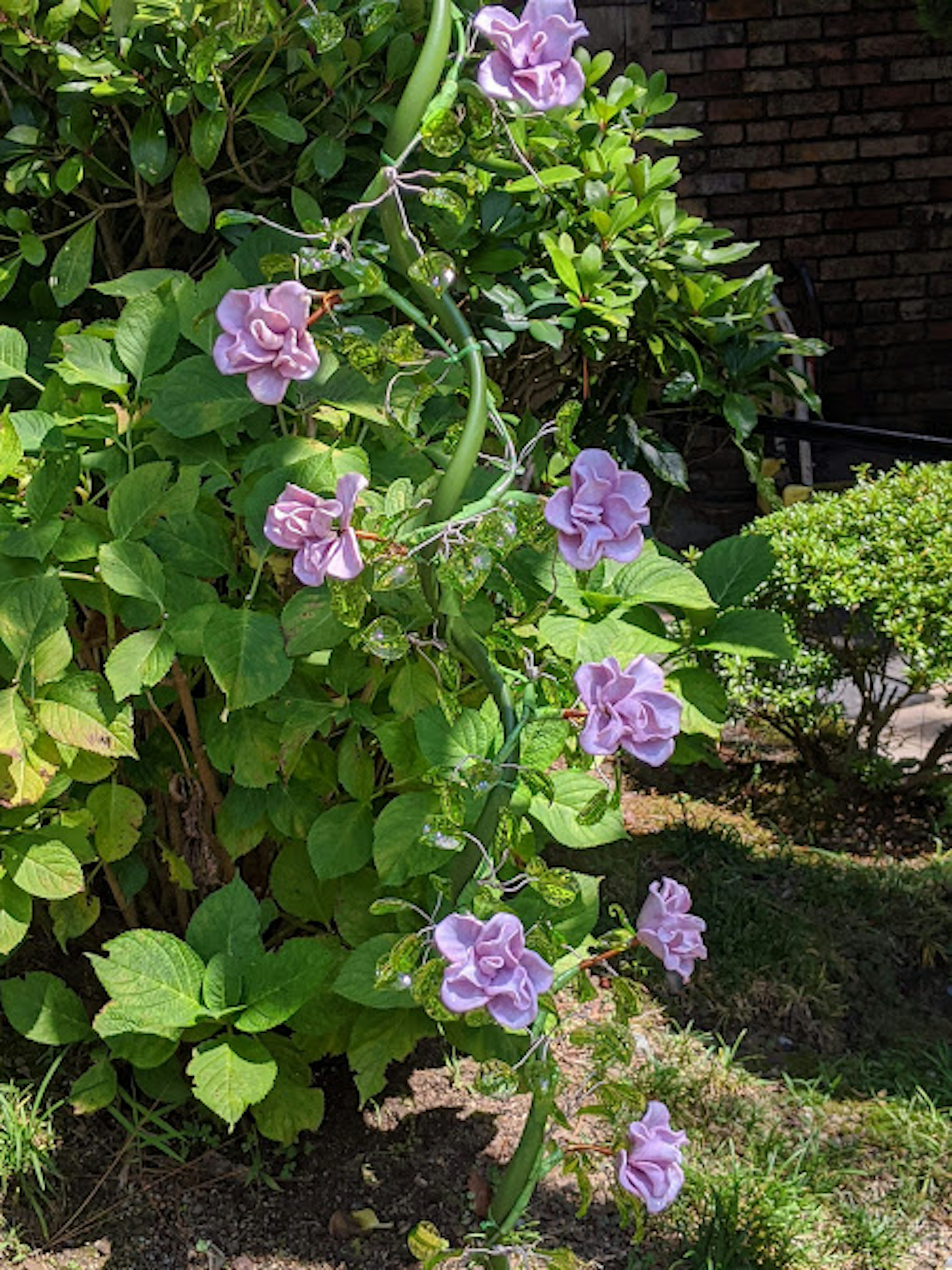 Scène de jardin vibrante avec des fleurs violettes fleurissant le long d'une vigne