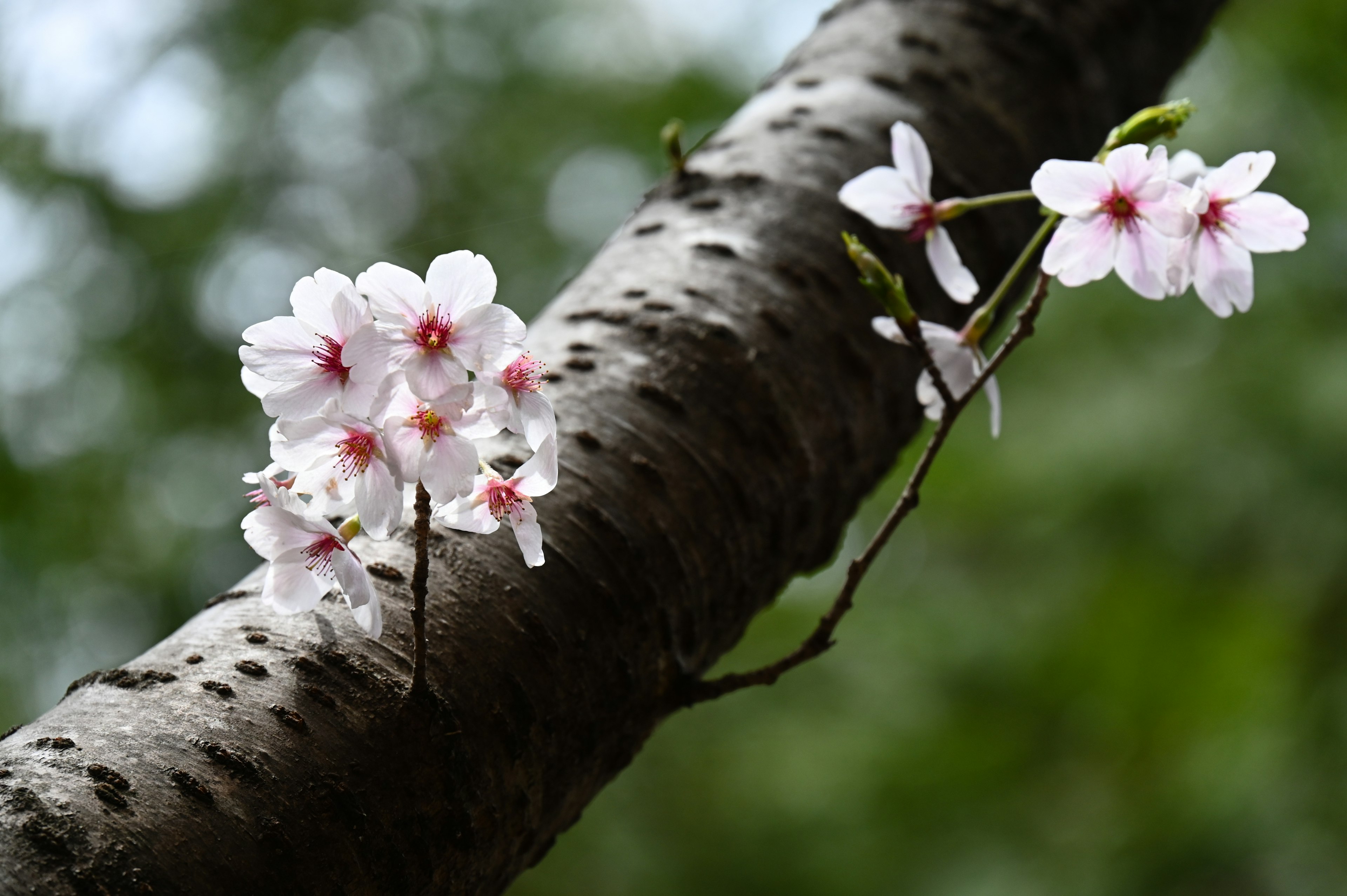 Acercamiento de flores de cerezo en una rama de árbol