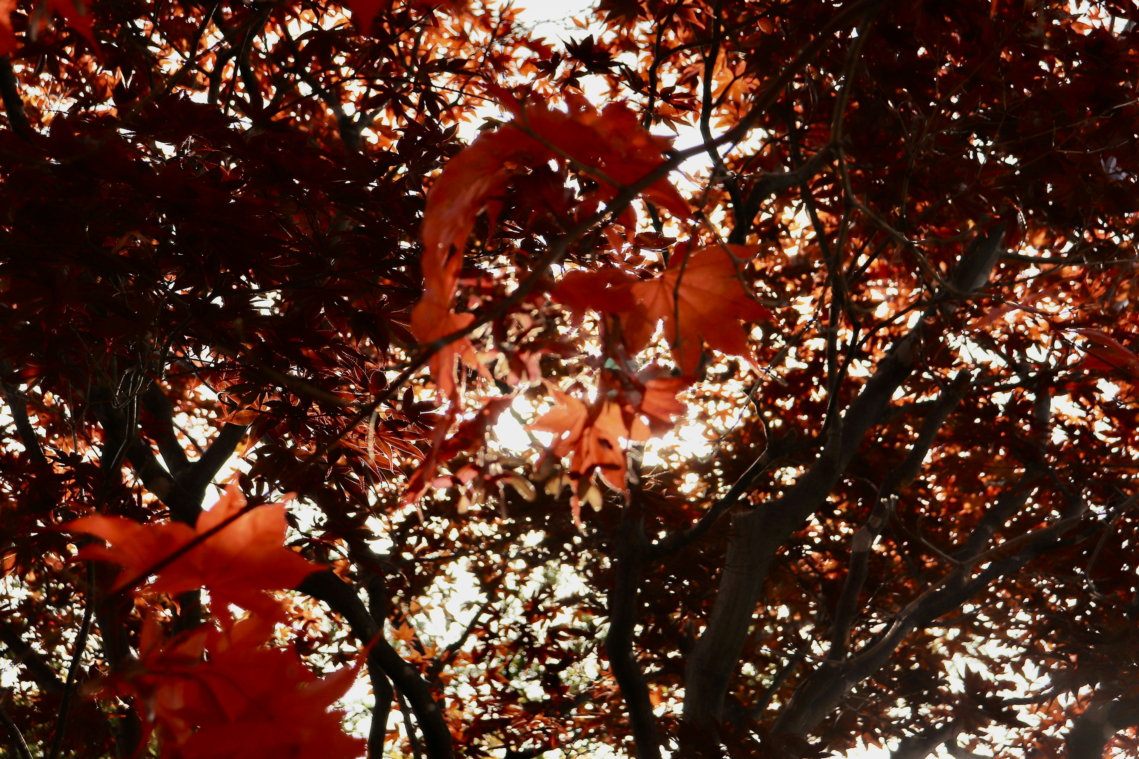 Lumière filtrant à travers des feuilles rouges vibrantes