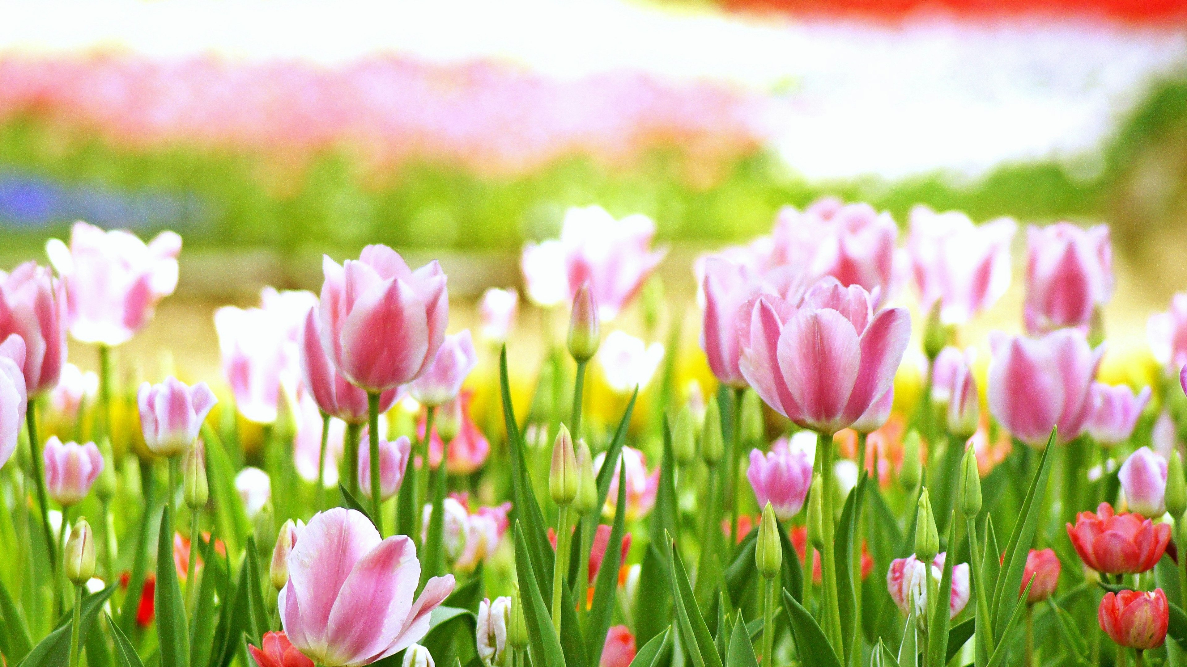 Tulipanes coloridos floreciendo en un jardín vibrante