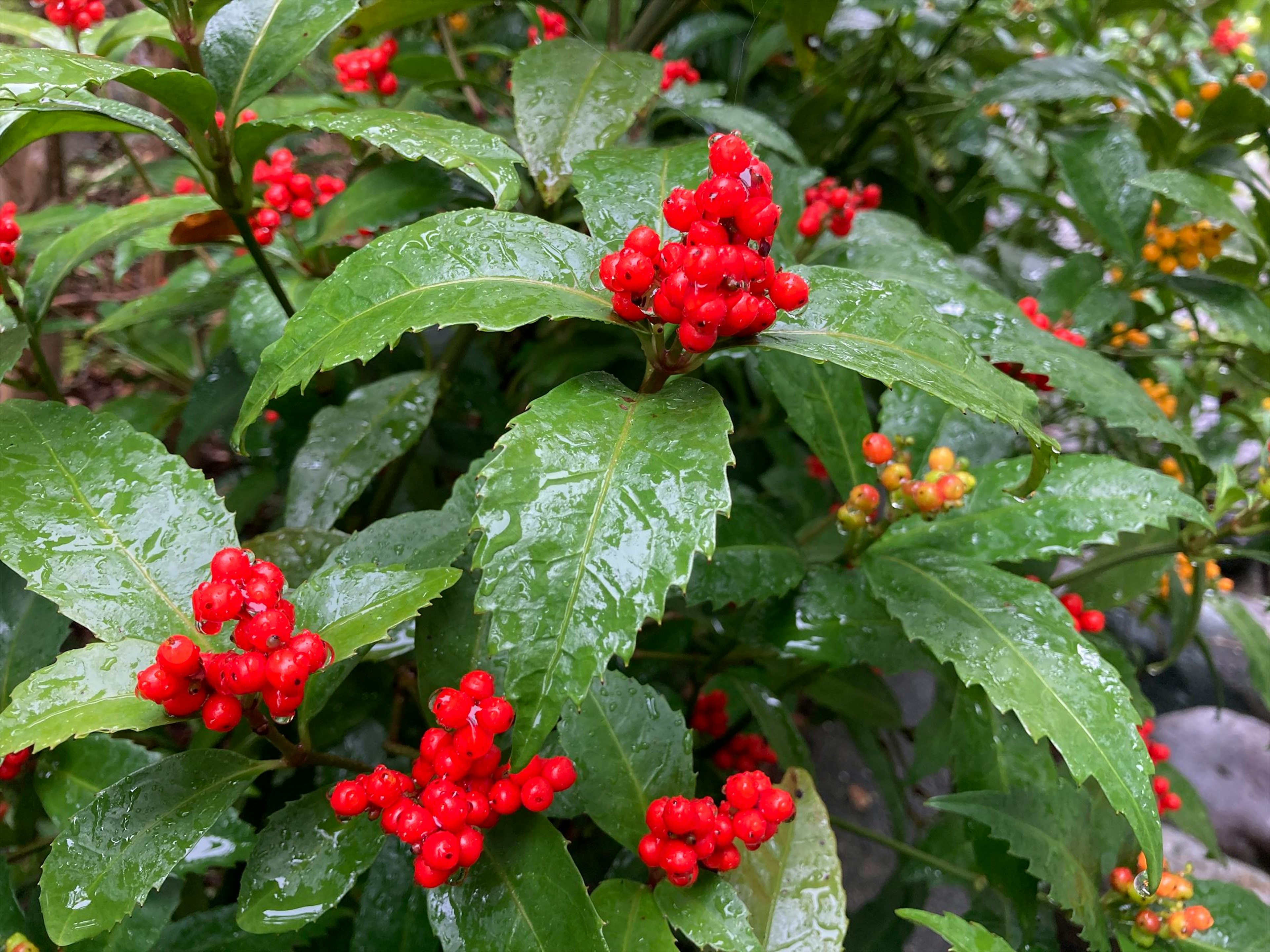 特寫植物，紅色漿果和綠色葉子