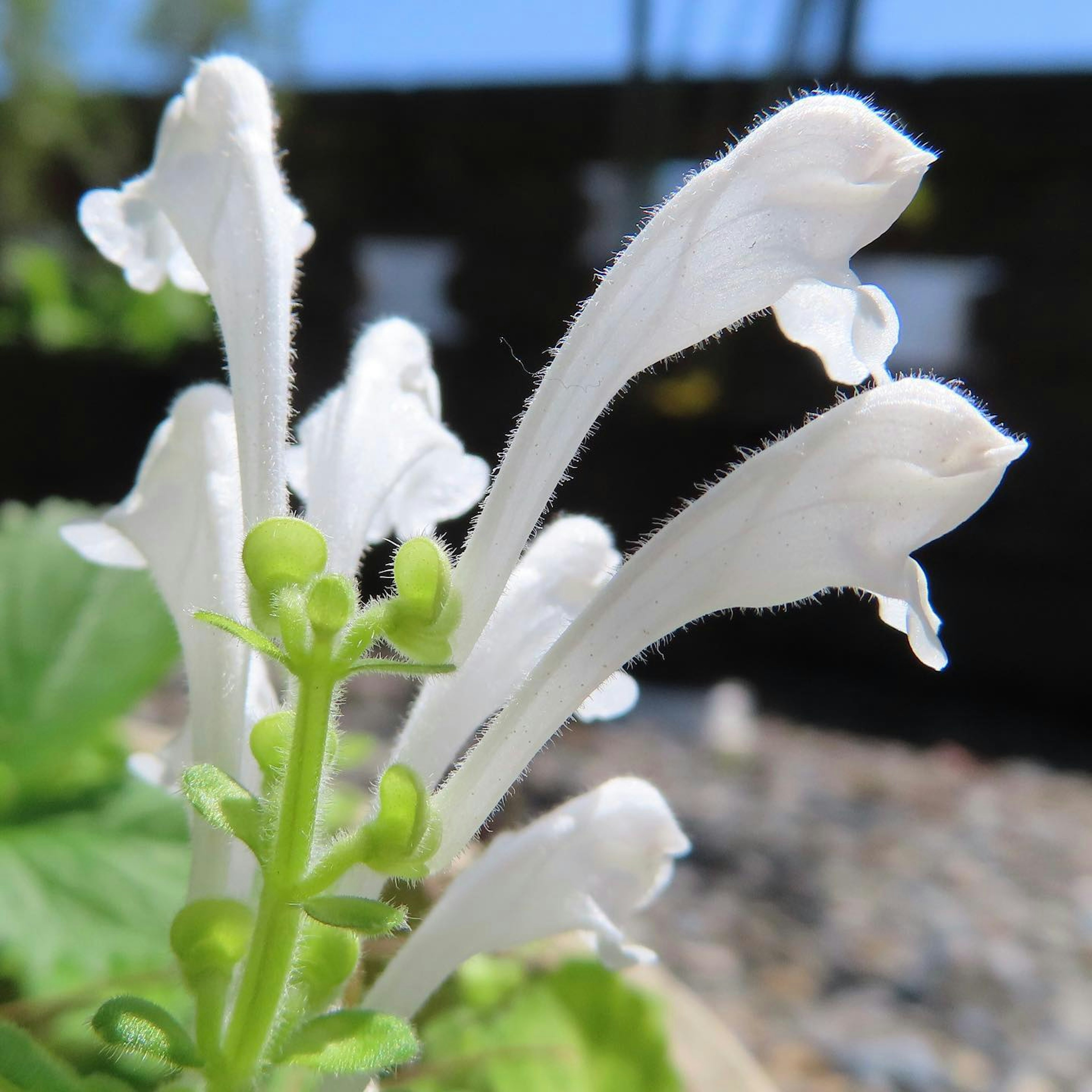 白い花が咲く植物のクローズアップで、緑の茎と葉が目立つ