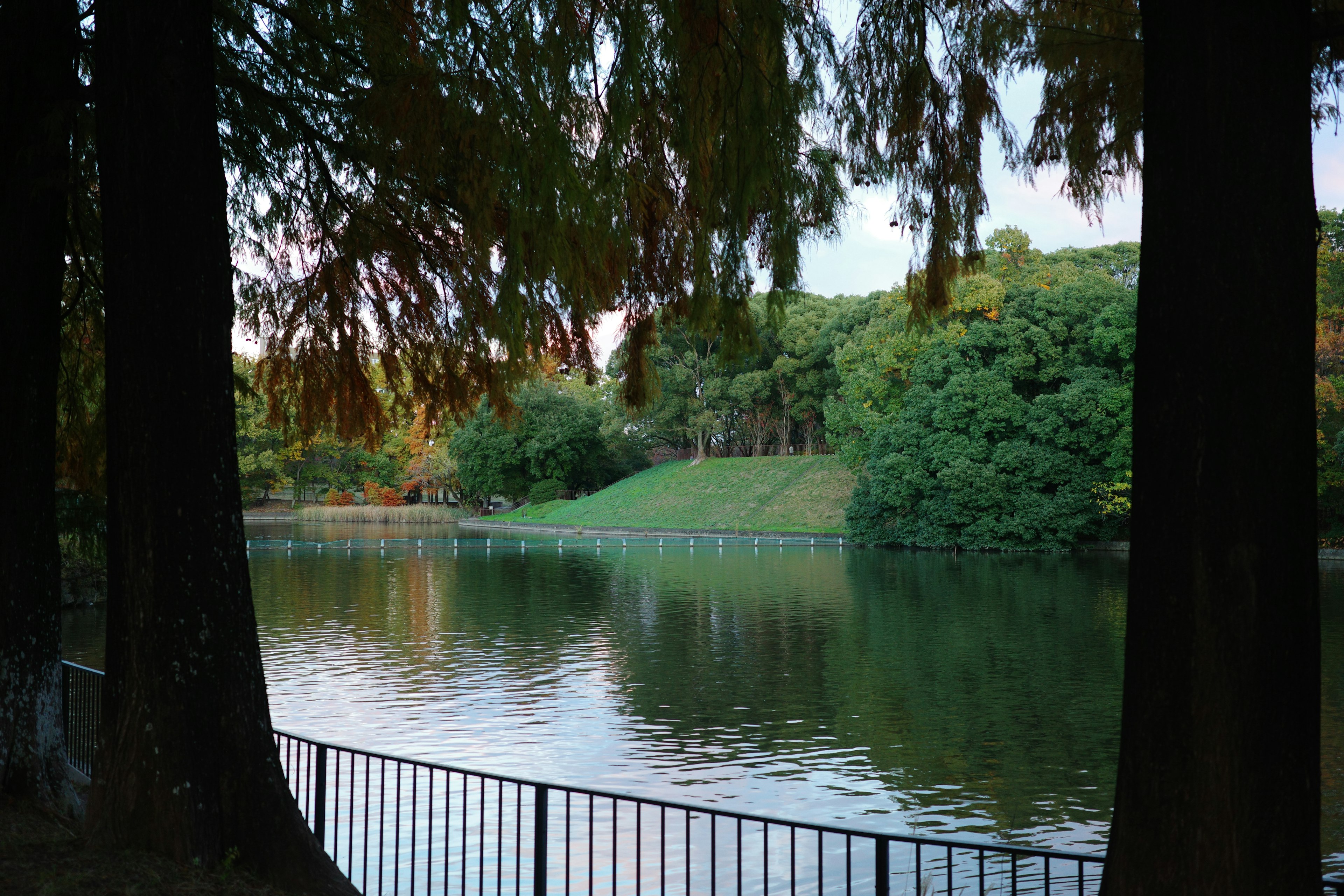 Paysage calme avec un lac et des arbres verts luxuriants