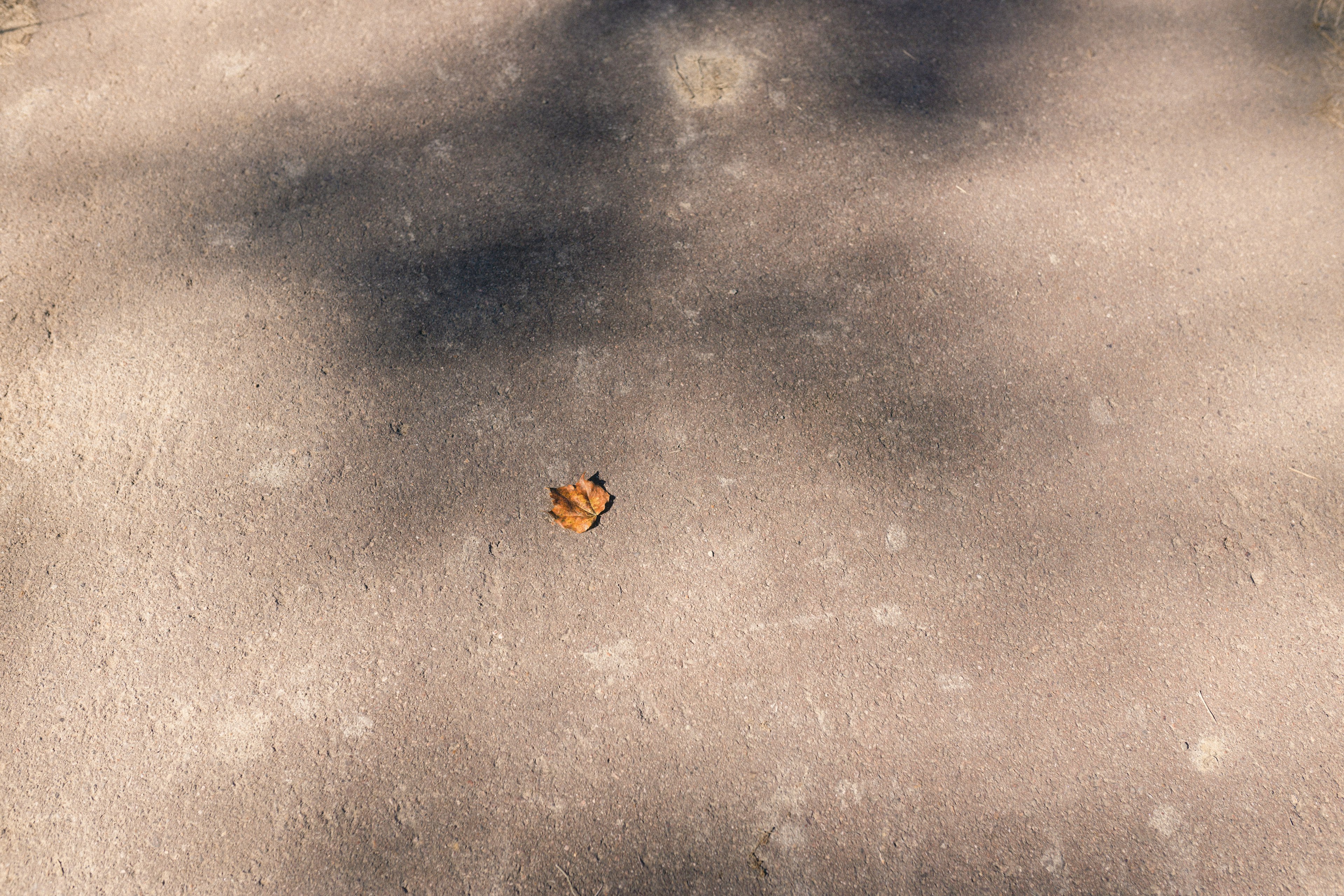 Una piccola foglia marrone a terra circondata da leggere ombre