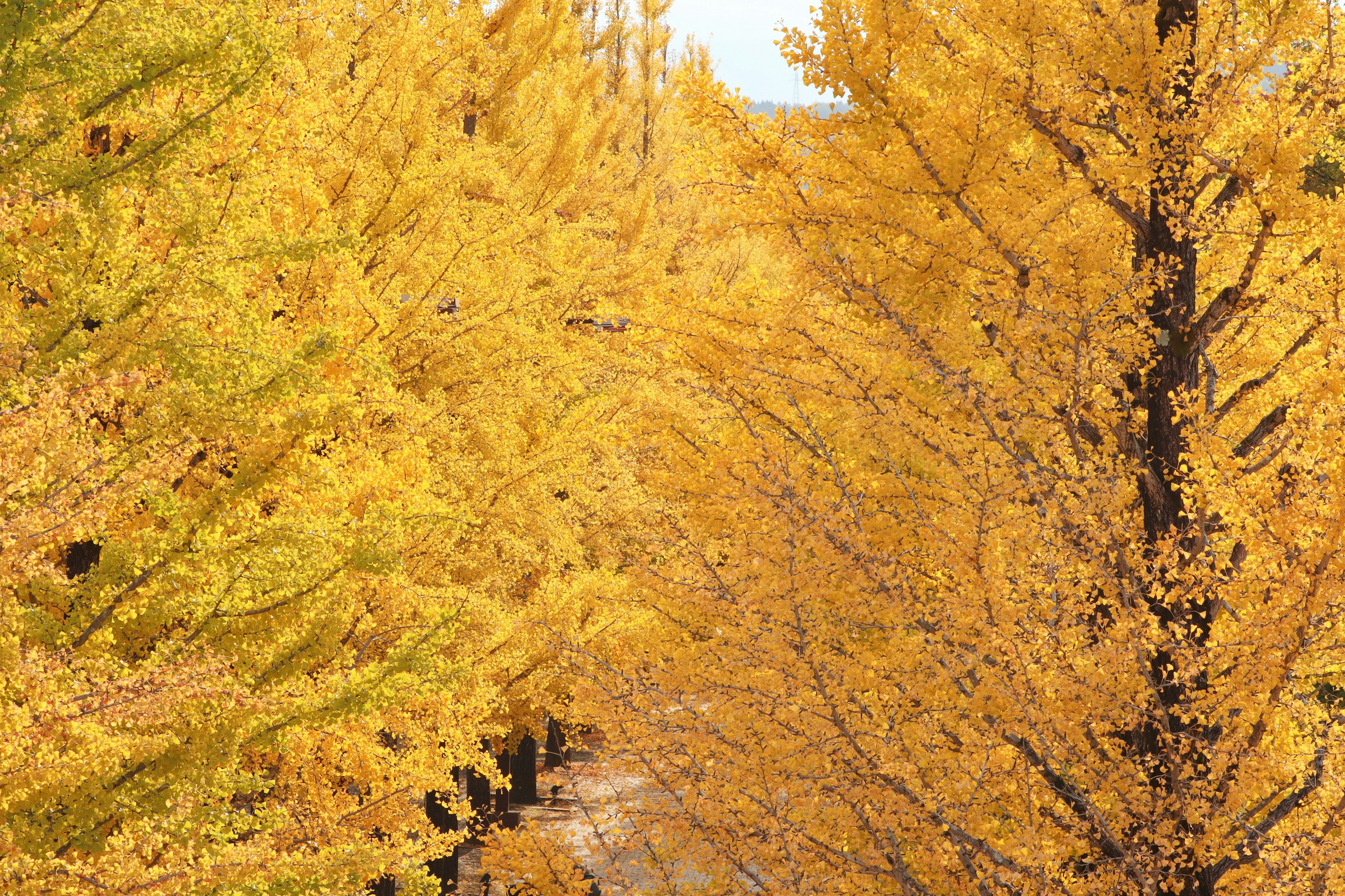 Lebendige gelbe Ginkgobäume, die einen schönen Weg säumen