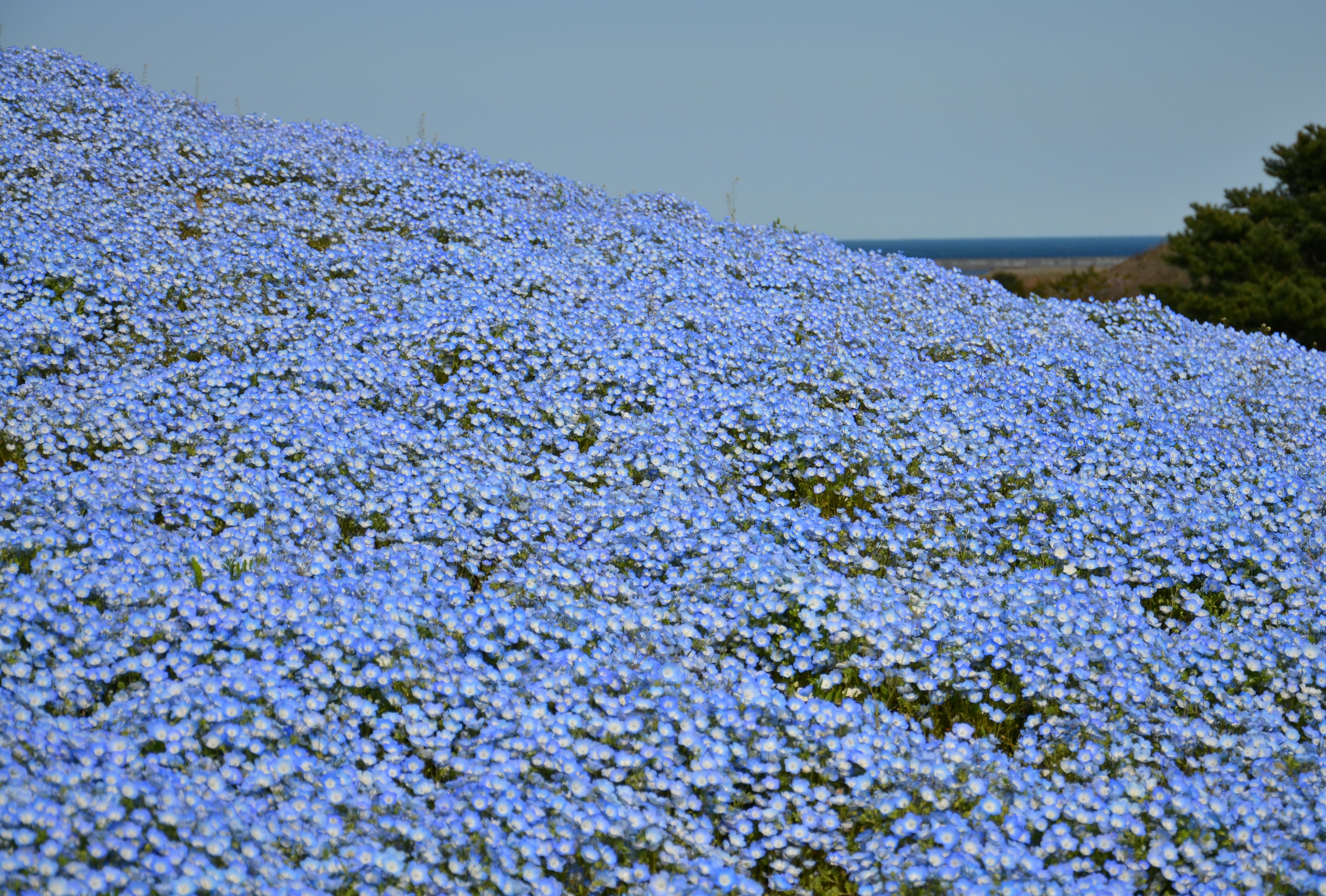 青い花が広がる丘の風景