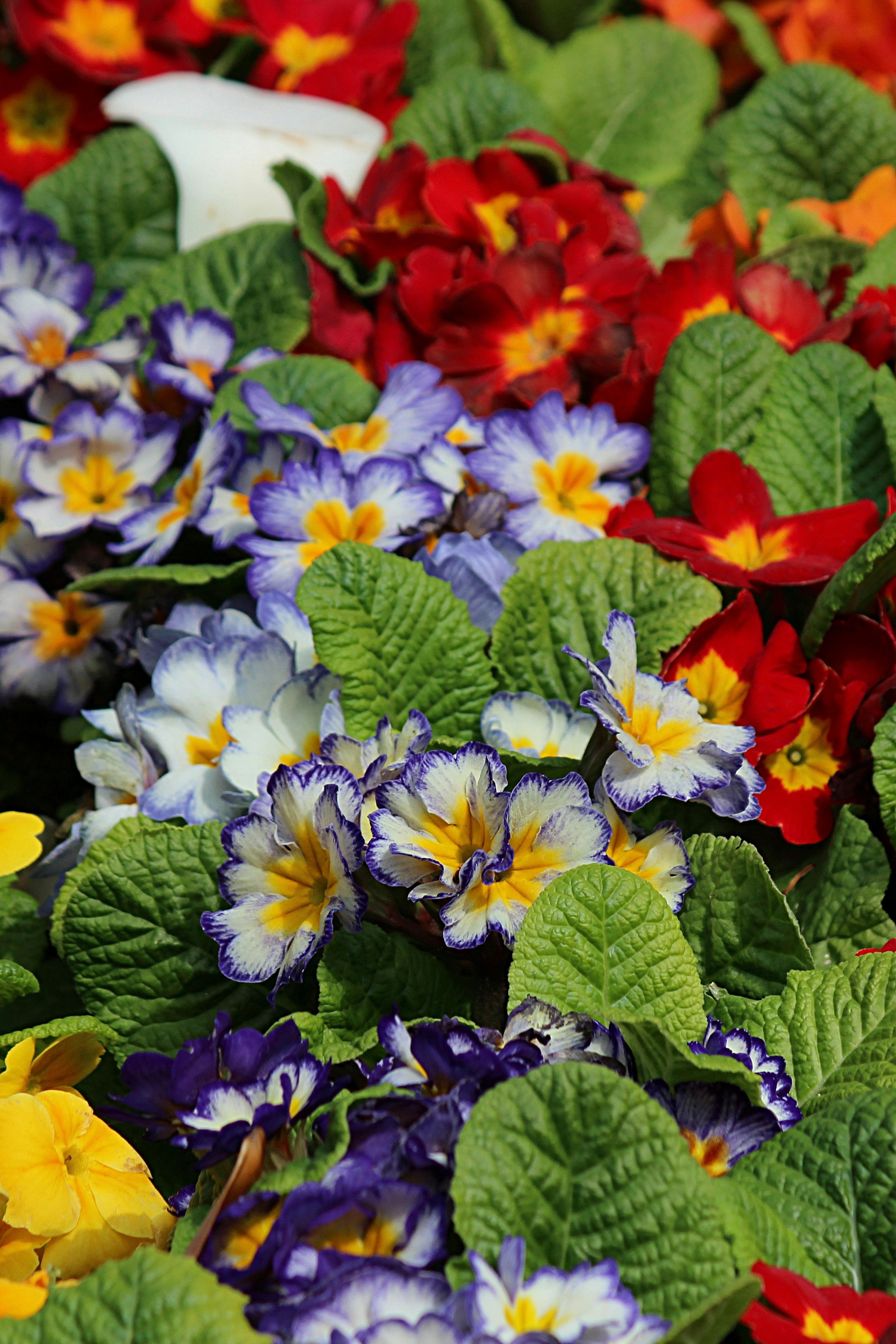 Vibrant cluster of colorful flowers with green leaves