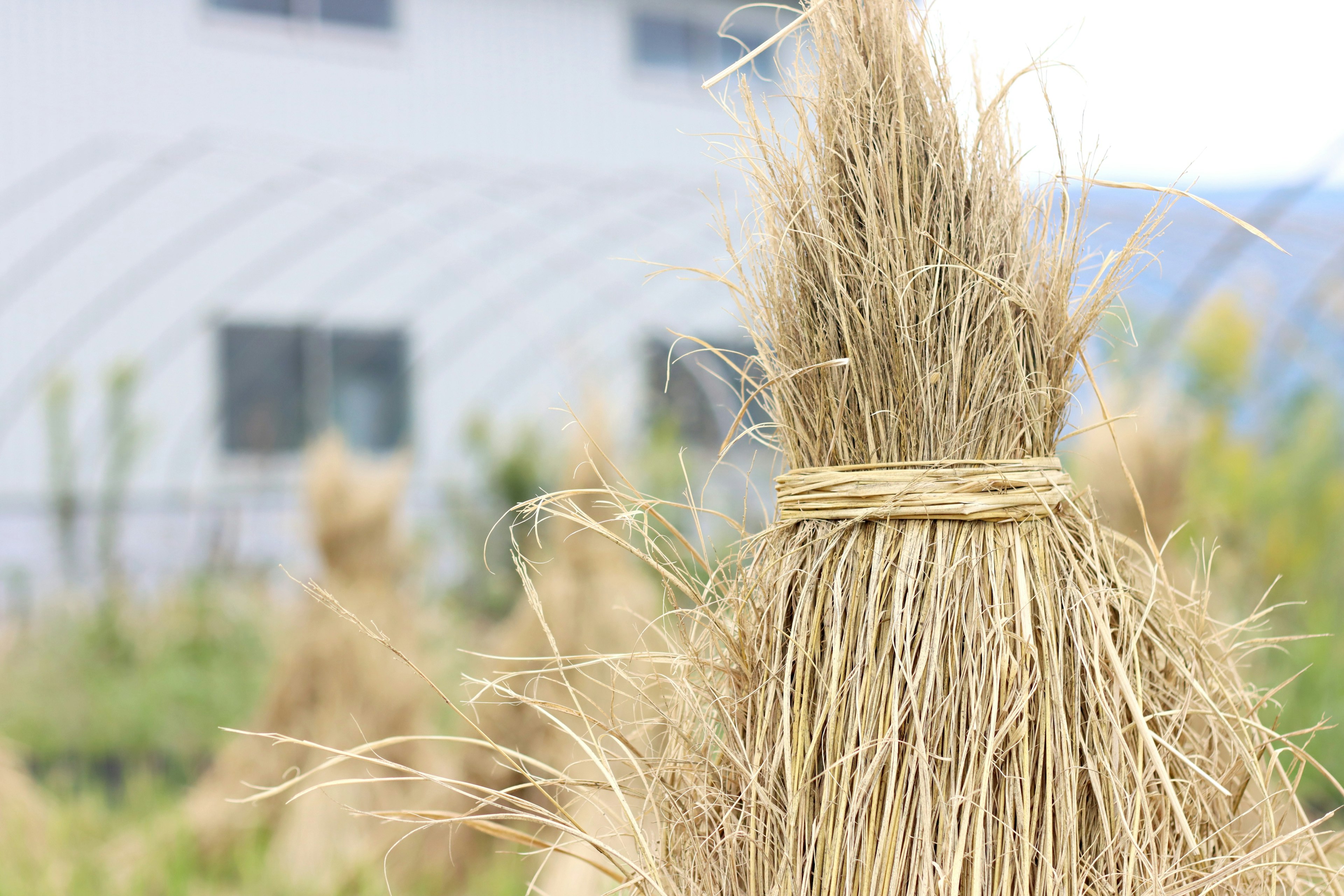 Harvested rice stalks bundled together with a greenhouse in the background