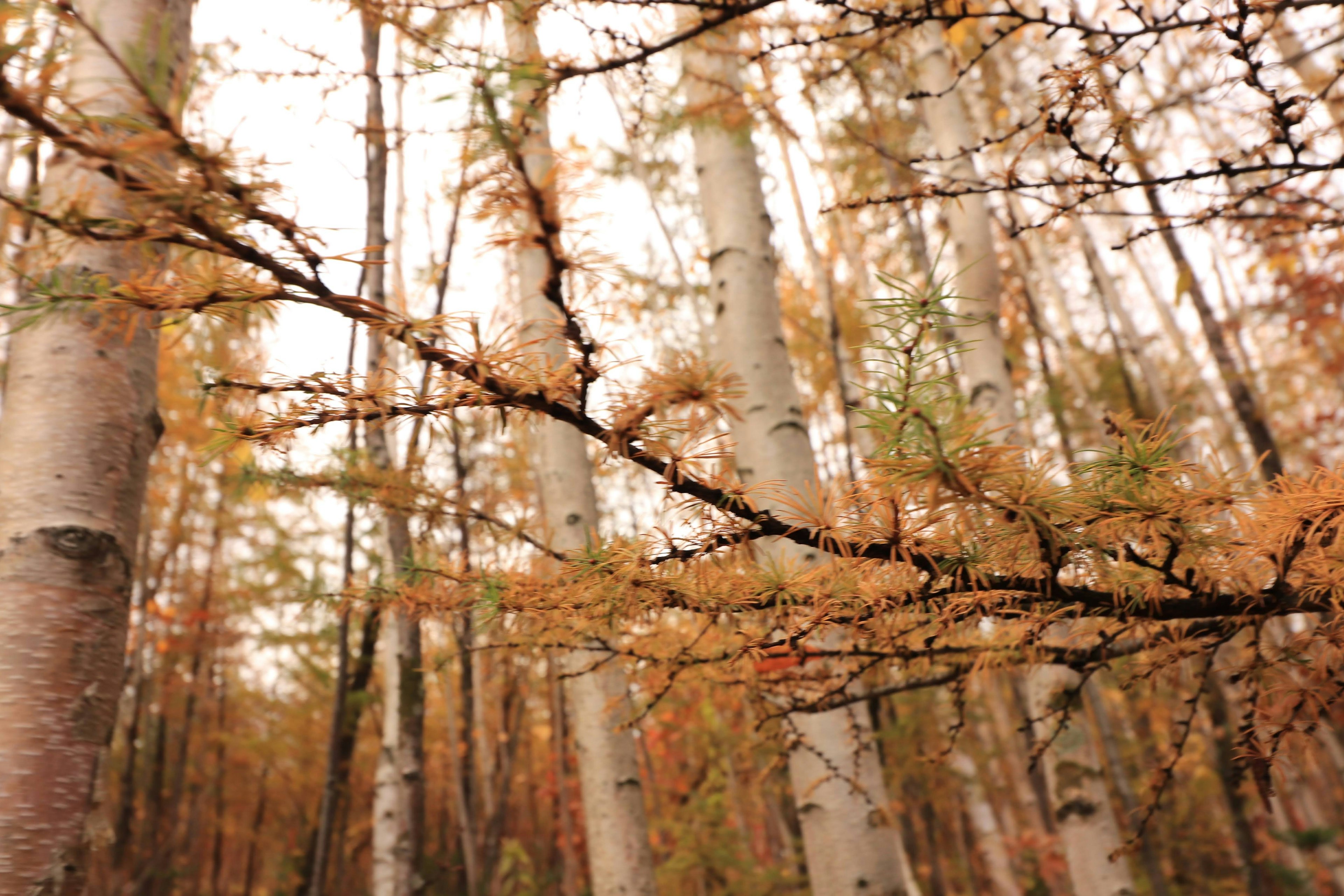 Escena de bosque en otoño con hojas naranjas y amarillas, troncos de árboles blancos y ramas delgadas prominentes