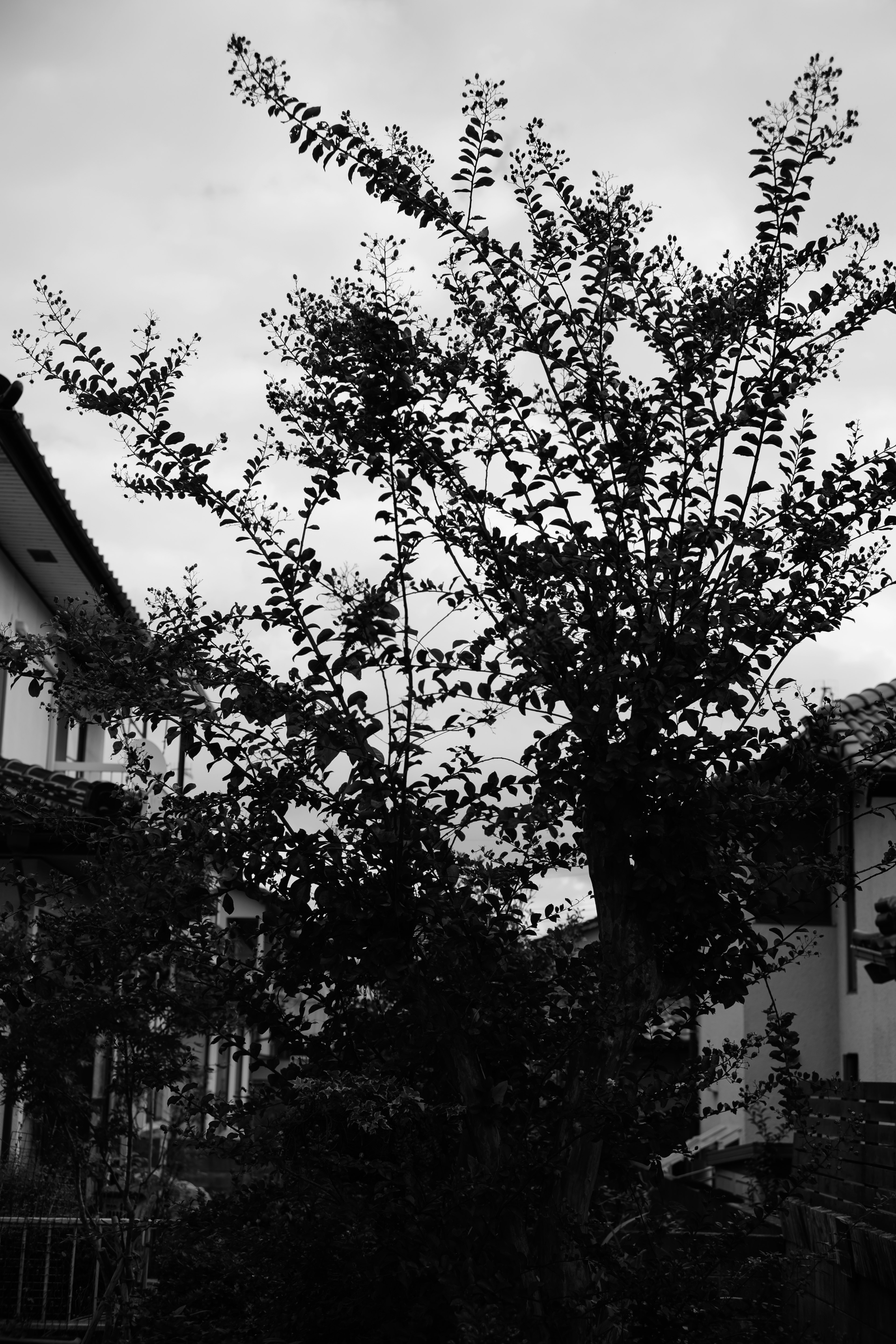 A tree and houses in a black and white landscape