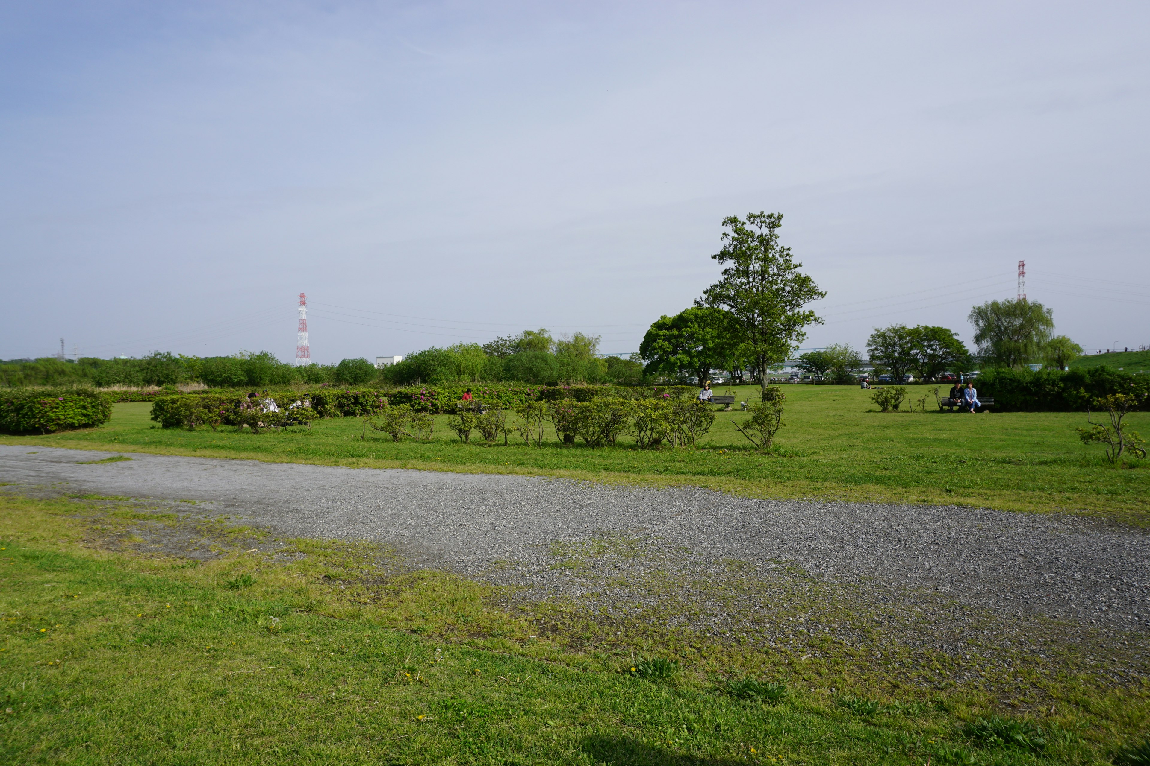 Paysage ouvert herbeux avec des arbres et un chemin en gravier