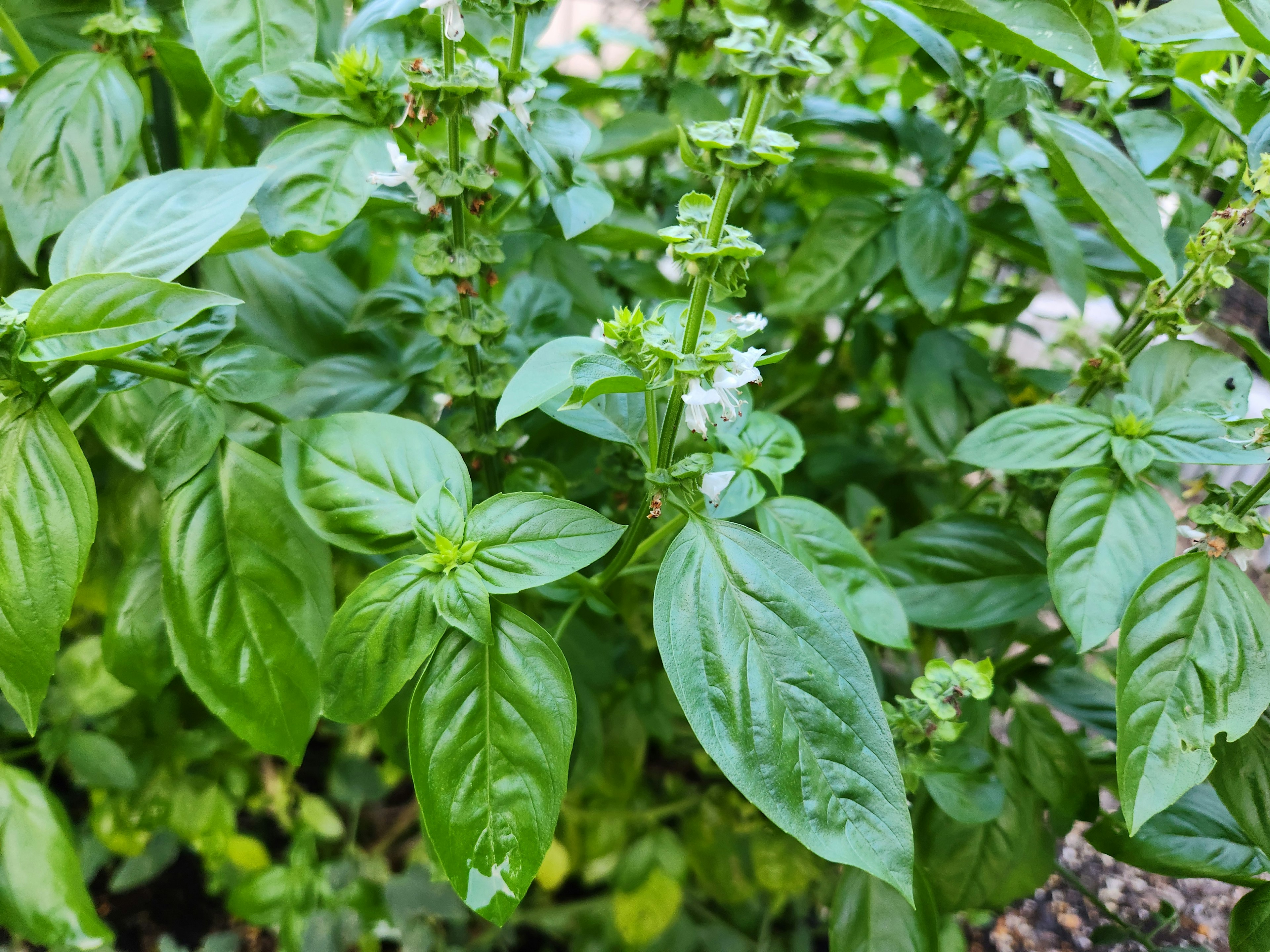 Primo piano di foglie di basilico verde brillante con piccoli fiori bianchi