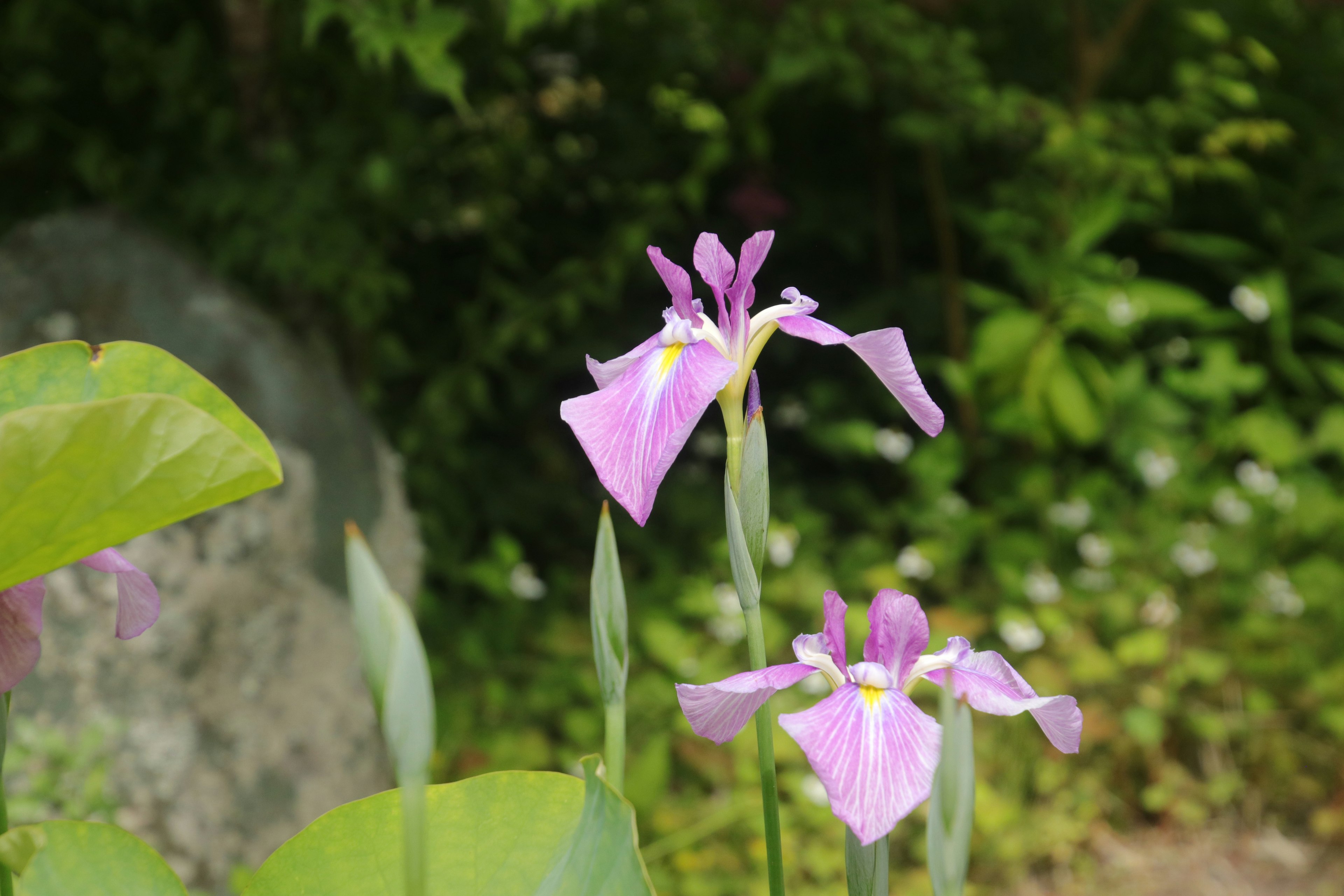 Gros plan de fleurs violettes en fleurs avec un feuillage vert en arrière-plan