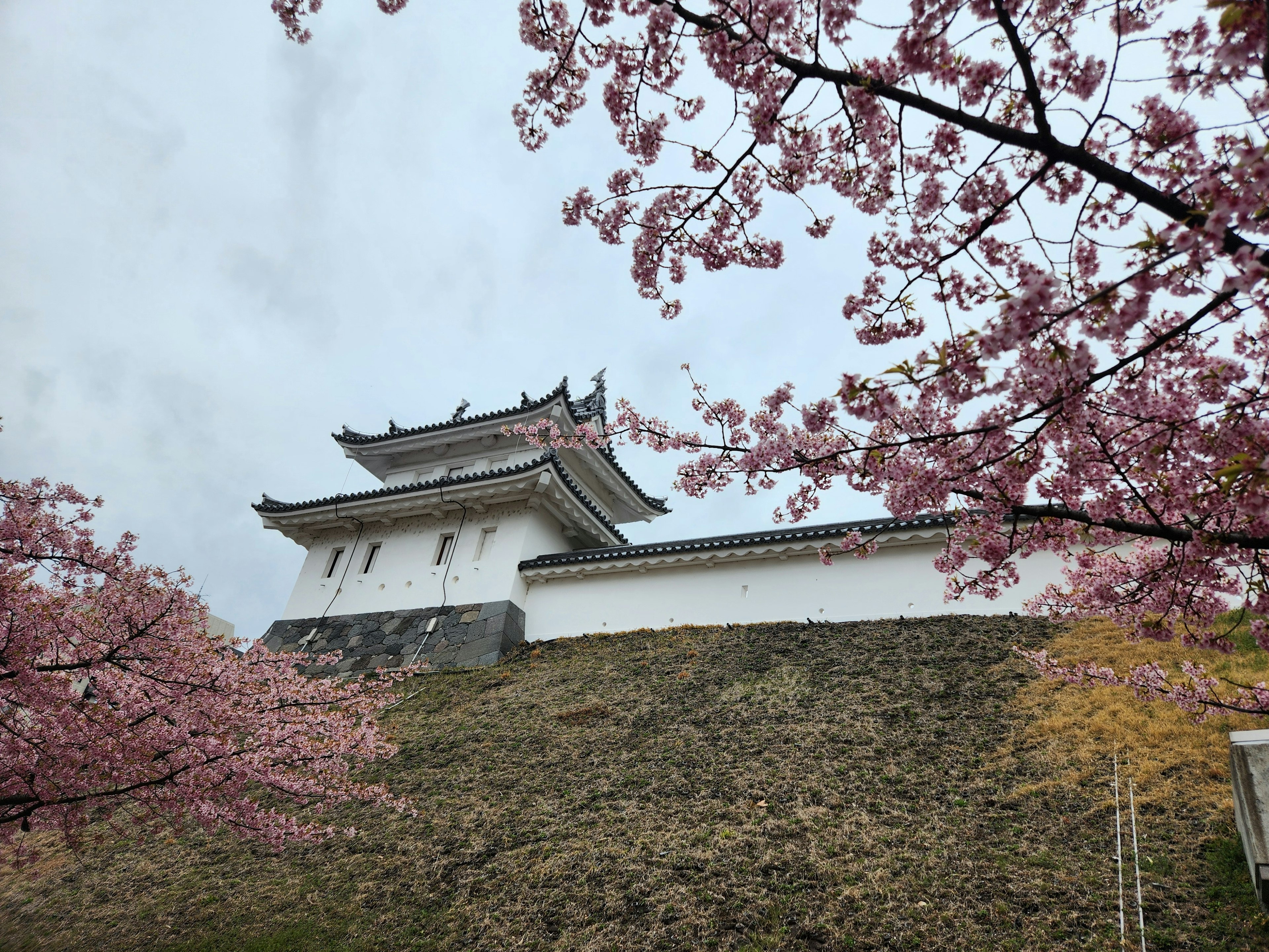 Castle surrounded by cherry blossom trees