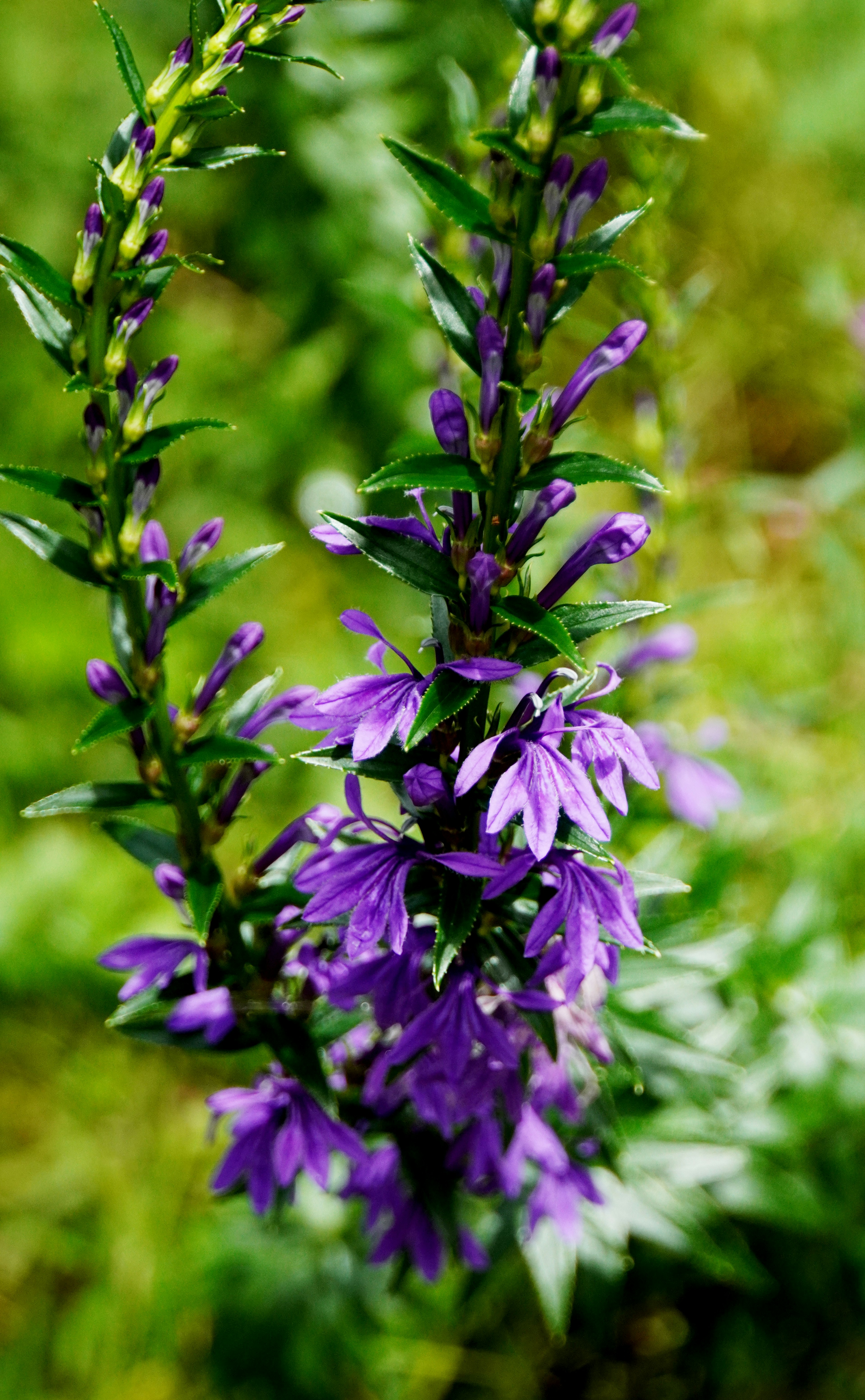 Gros plan d'une plante avec des fleurs violettes entourées de feuilles vertes